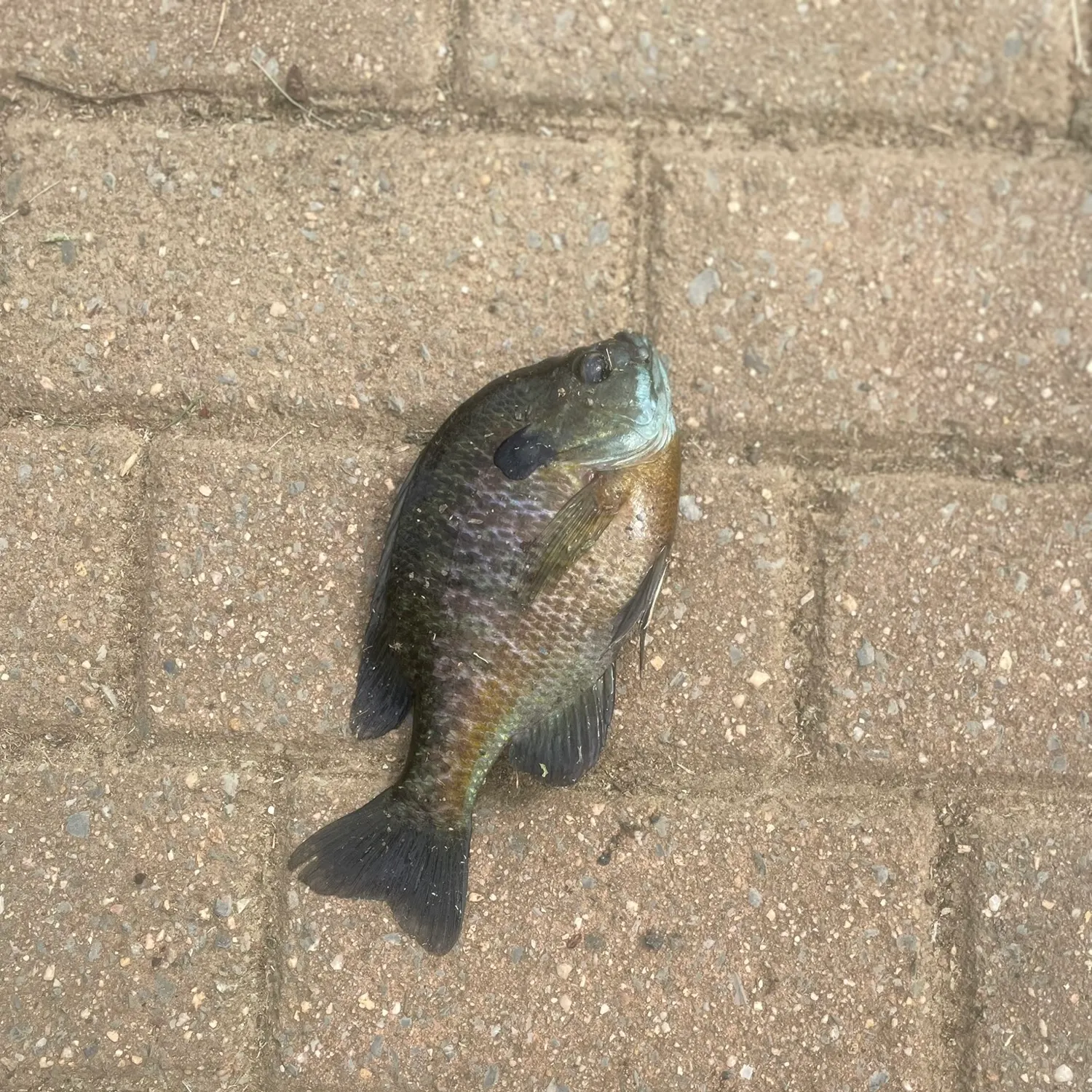 Bluegill caught on Fishbrain