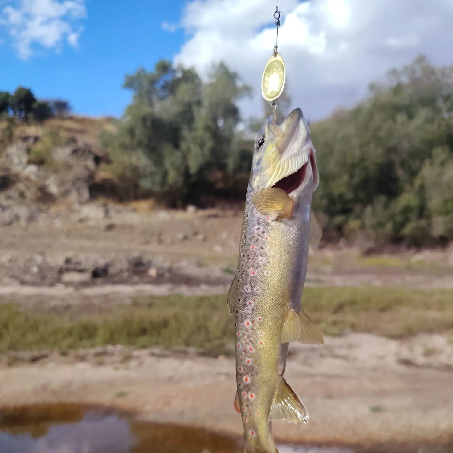 Brown trout caught on Fishbrain