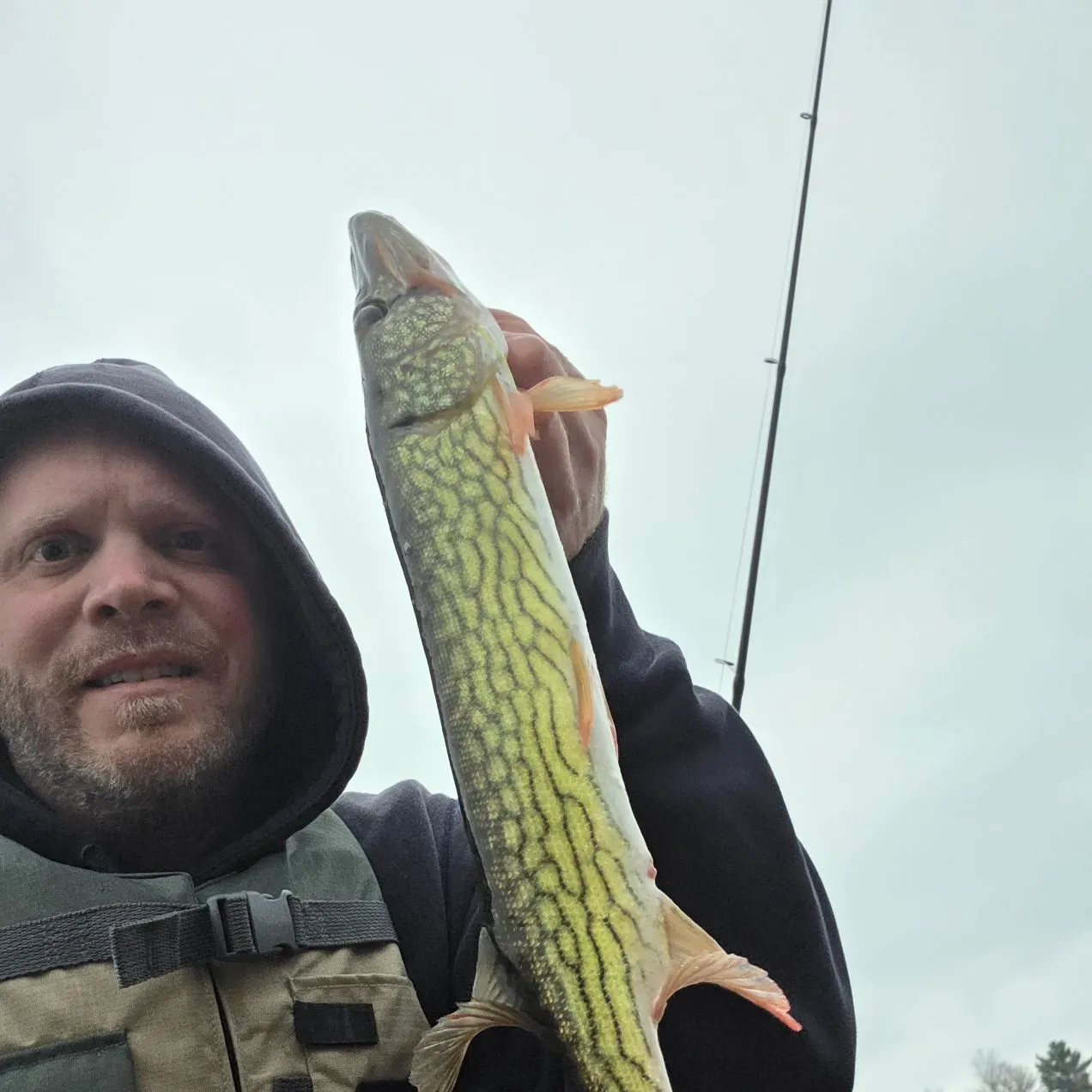 Chain pickerel caught on Fishbrain