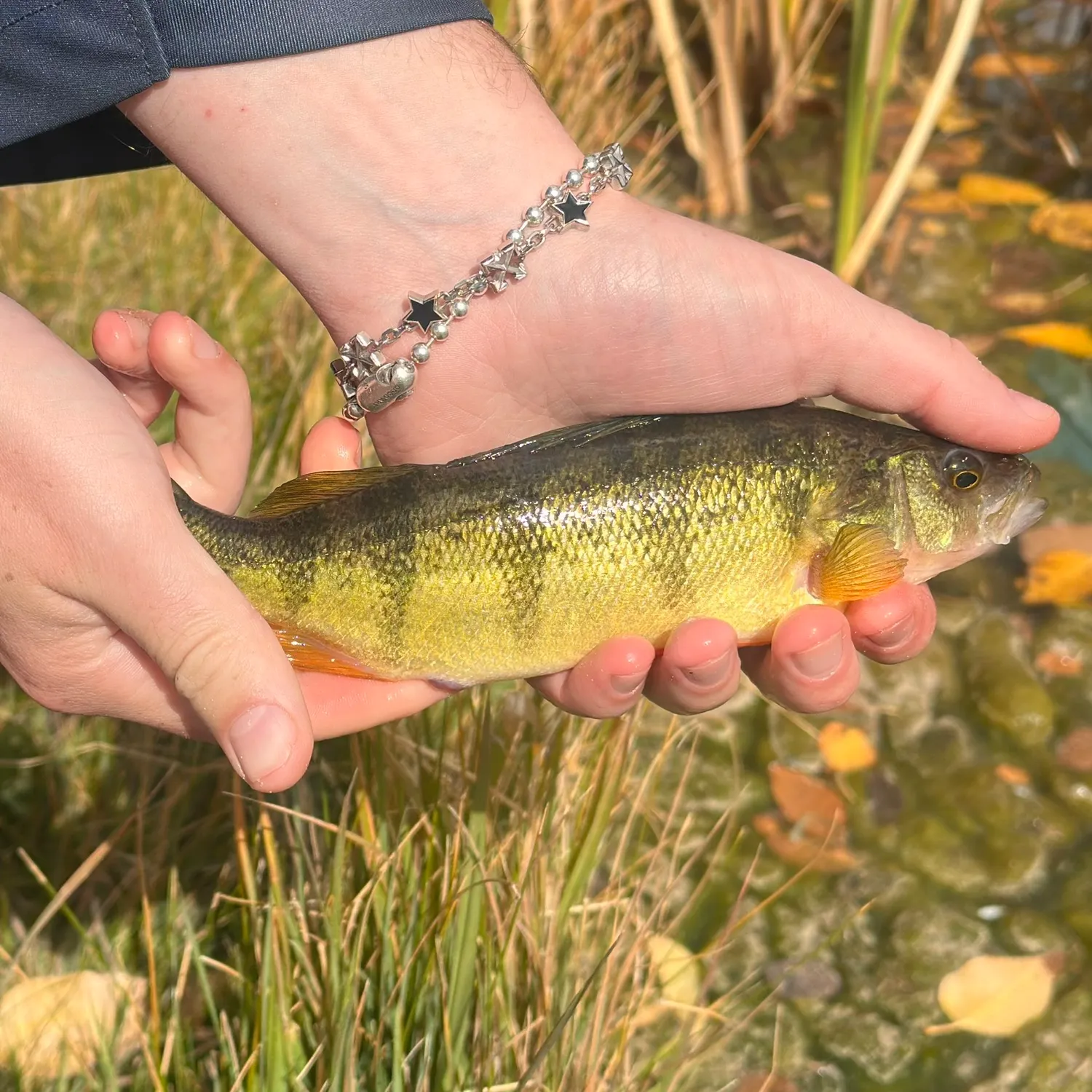 Yellow perch caught on Fishbrain