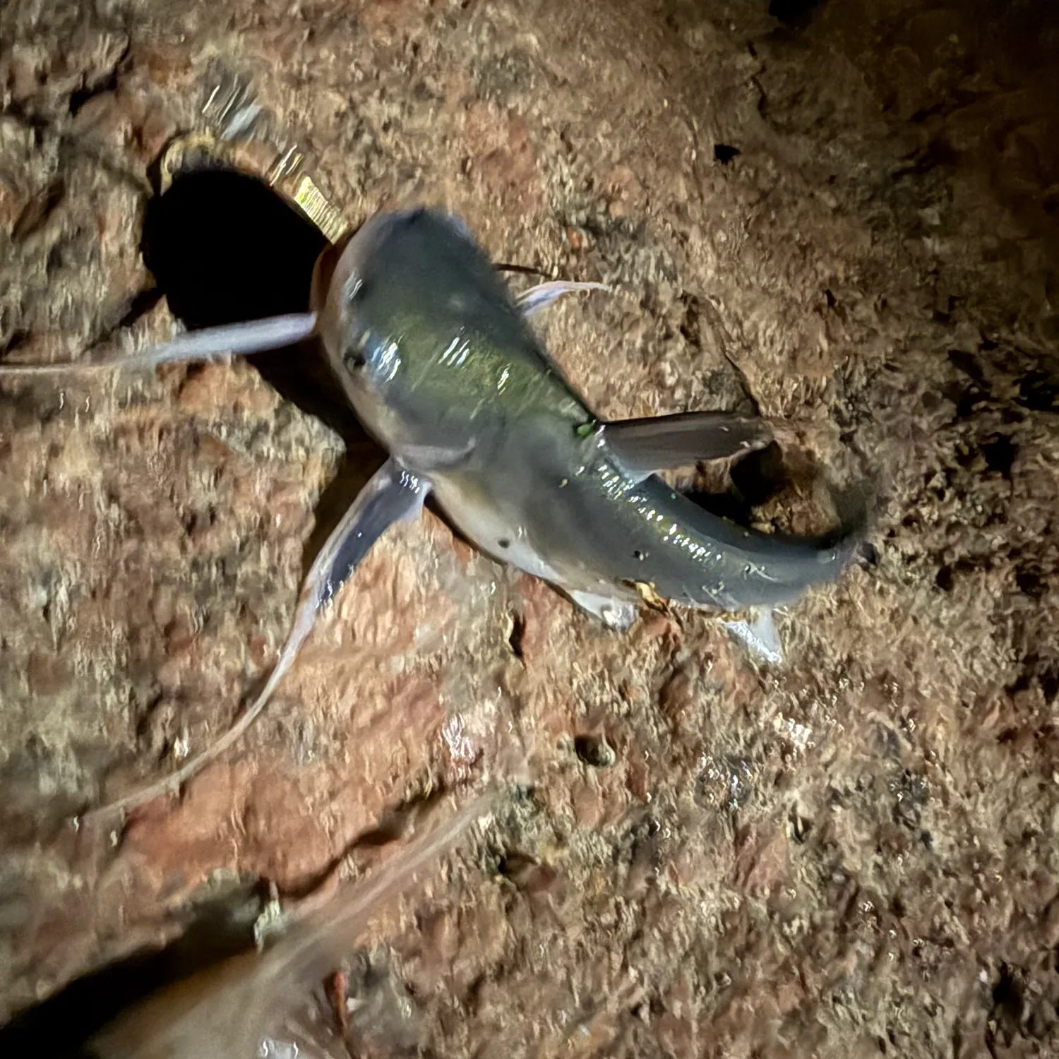 The most recent Gafftopsail sea catfish catches on Fishbrain