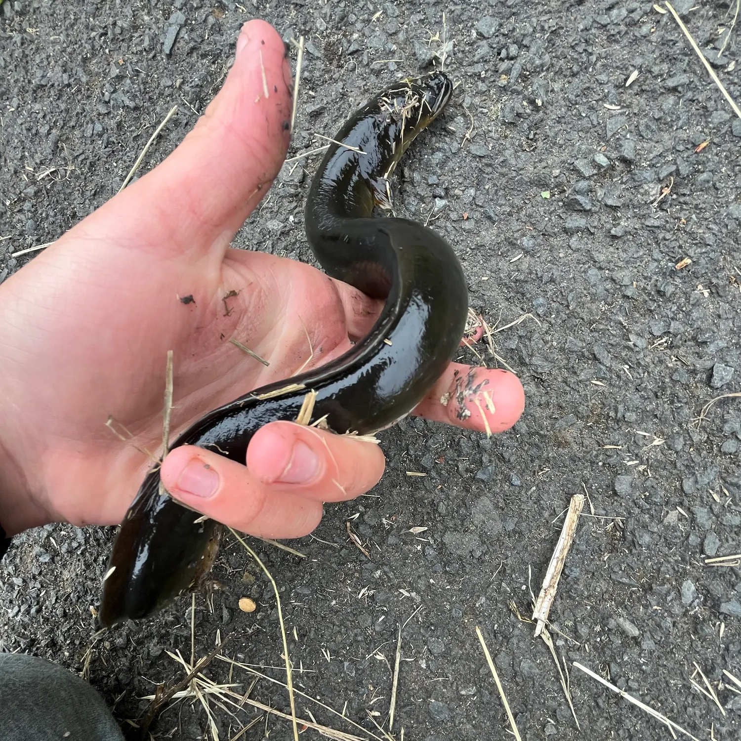 The most recent European eel catches on Fishbrain