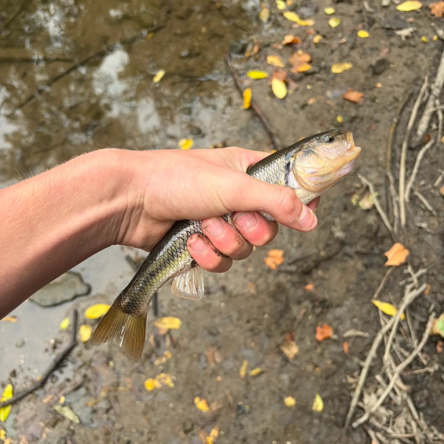 Creek chub caught on Fishbrain