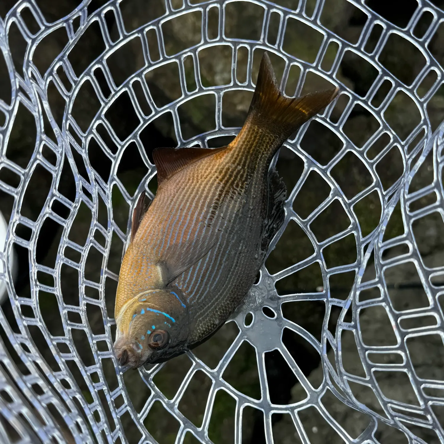 Black perch caught on Fishbrain