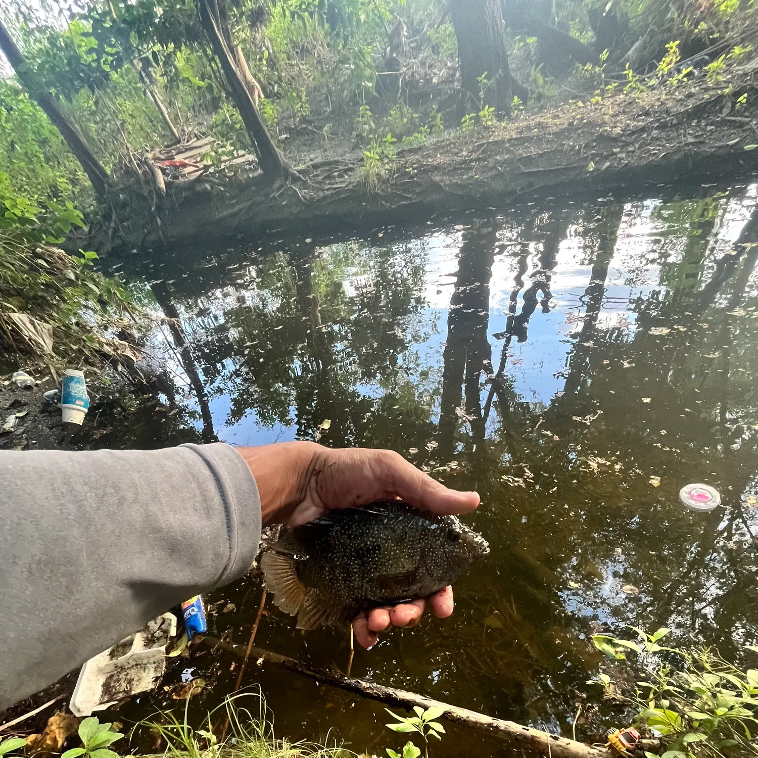 Green sunfish caught on Fishbrain