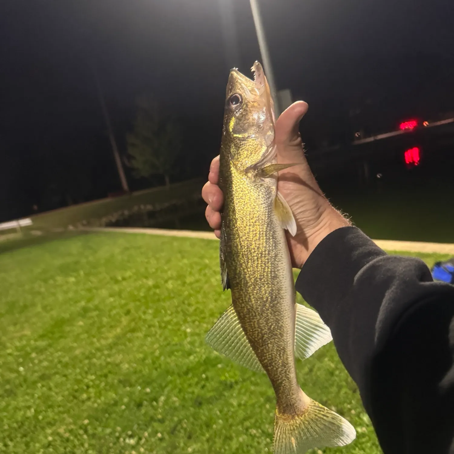 Walleye caught on Fishbrain