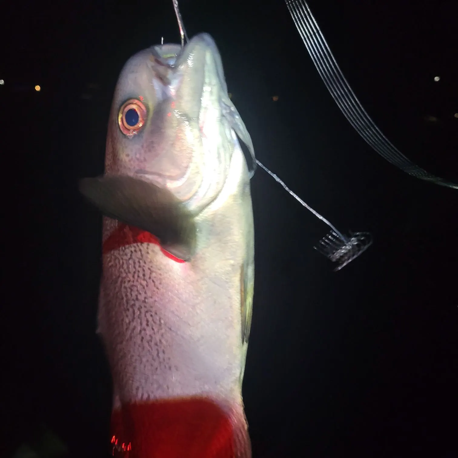The most recent Barrelfish catches on Fishbrain