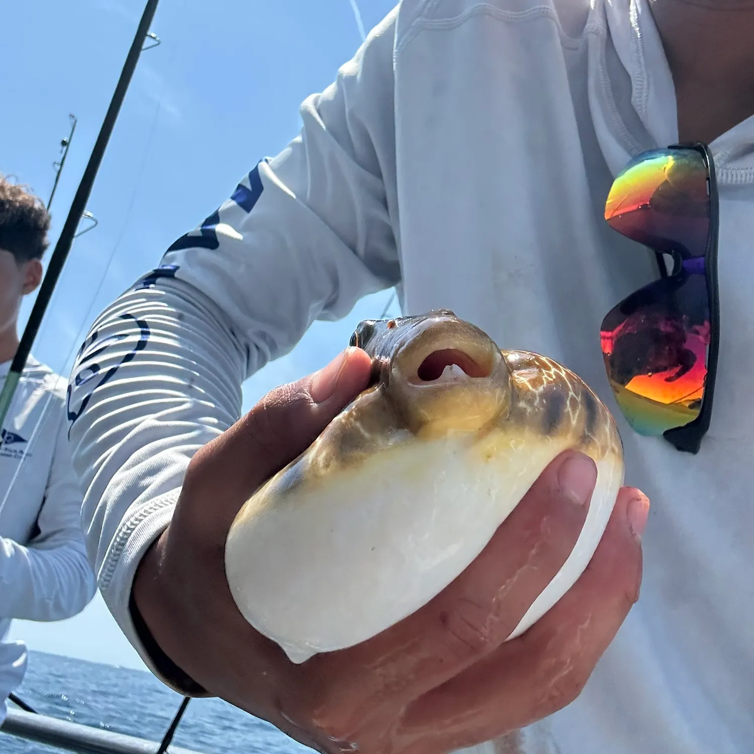The most recent Yellowspotted puffer catches on Fishbrain