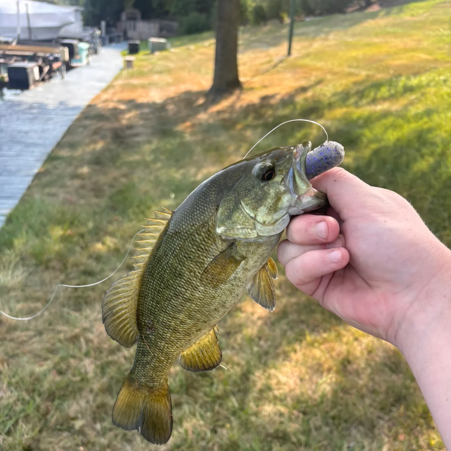 Smallmouth bass caught on Fishbrain