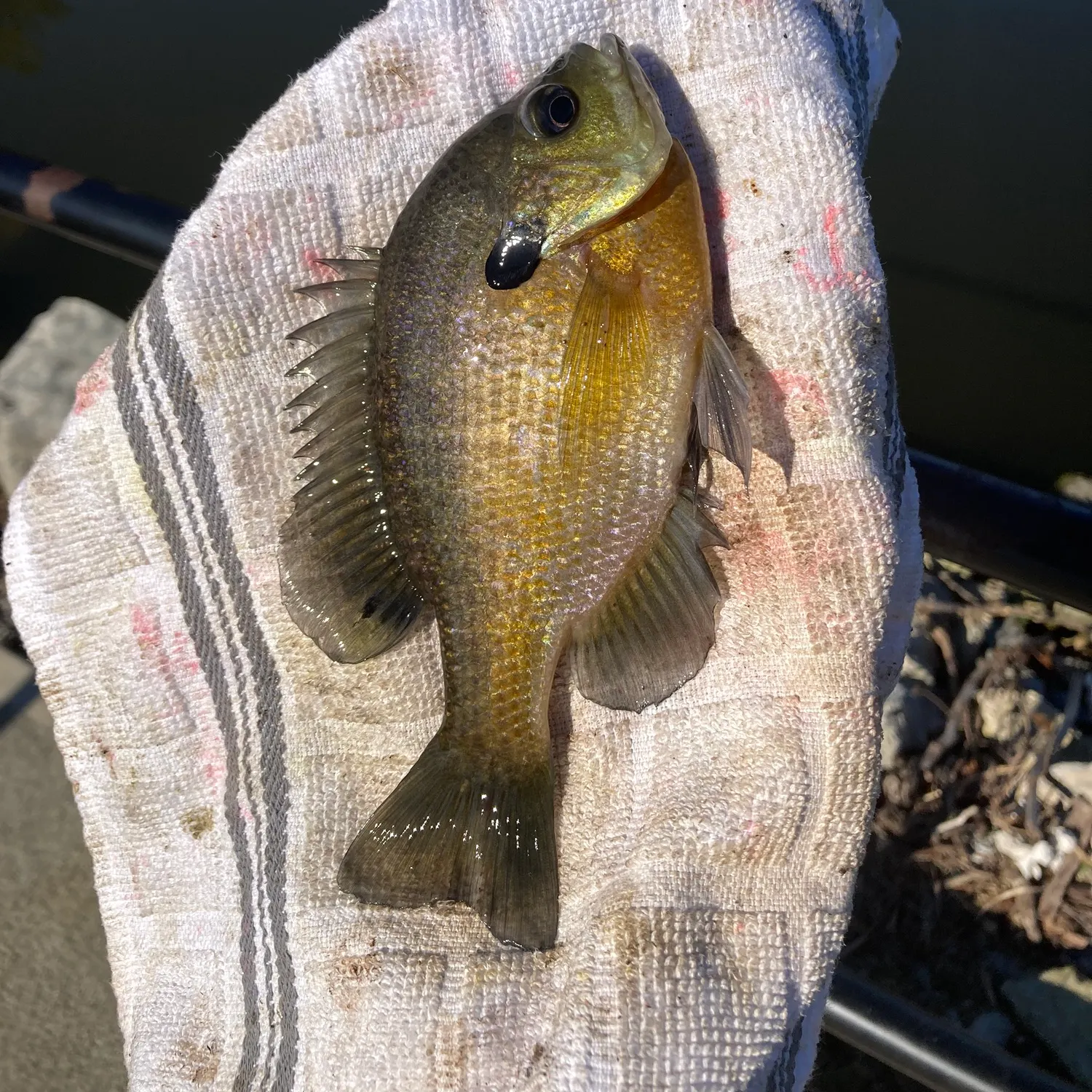 Bluegill caught on Fishbrain