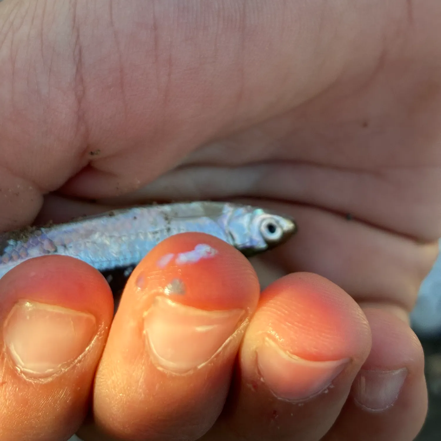 The most recent Emerald shiner catches on Fishbrain