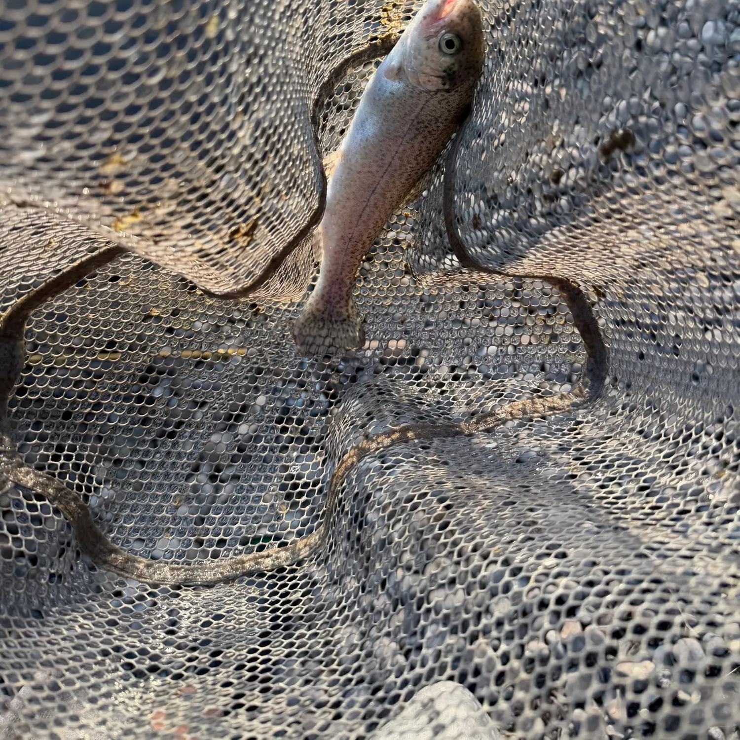 Rainbow trout caught on Fishbrain
