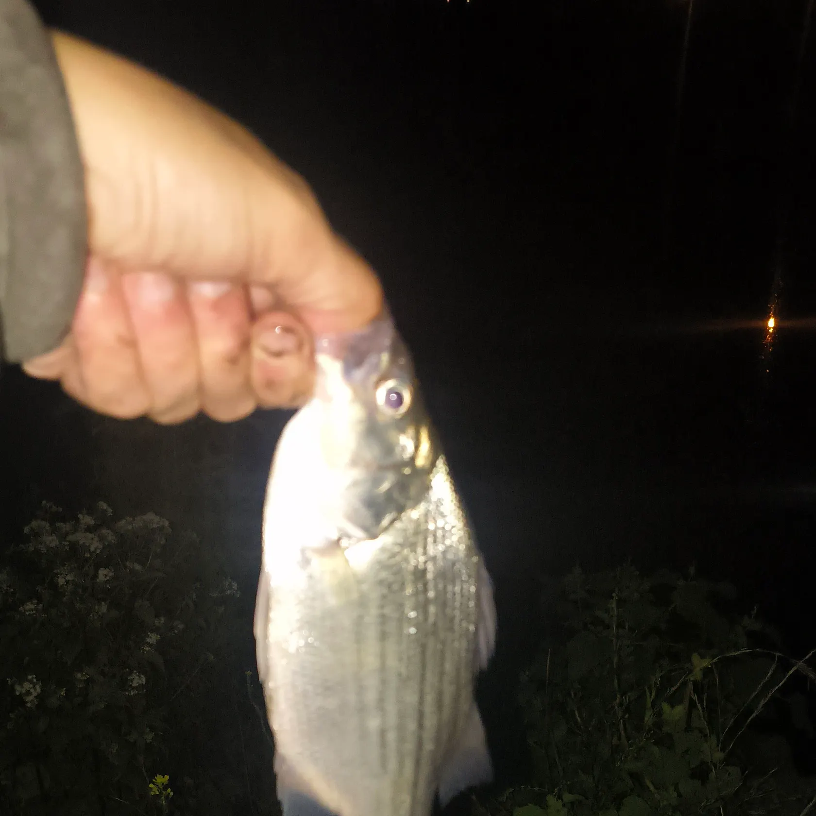 White bass caught on Fishbrain