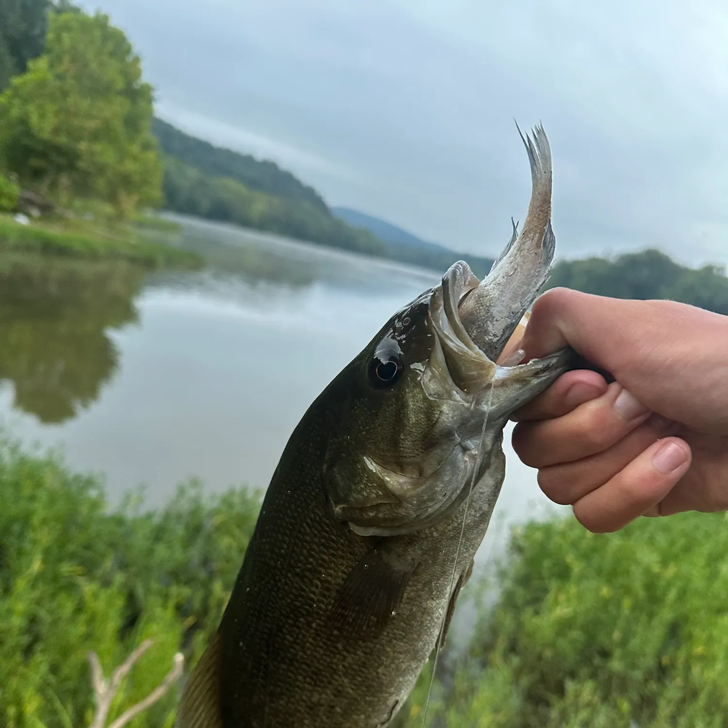Smallmouth bass caught on Fishbrain