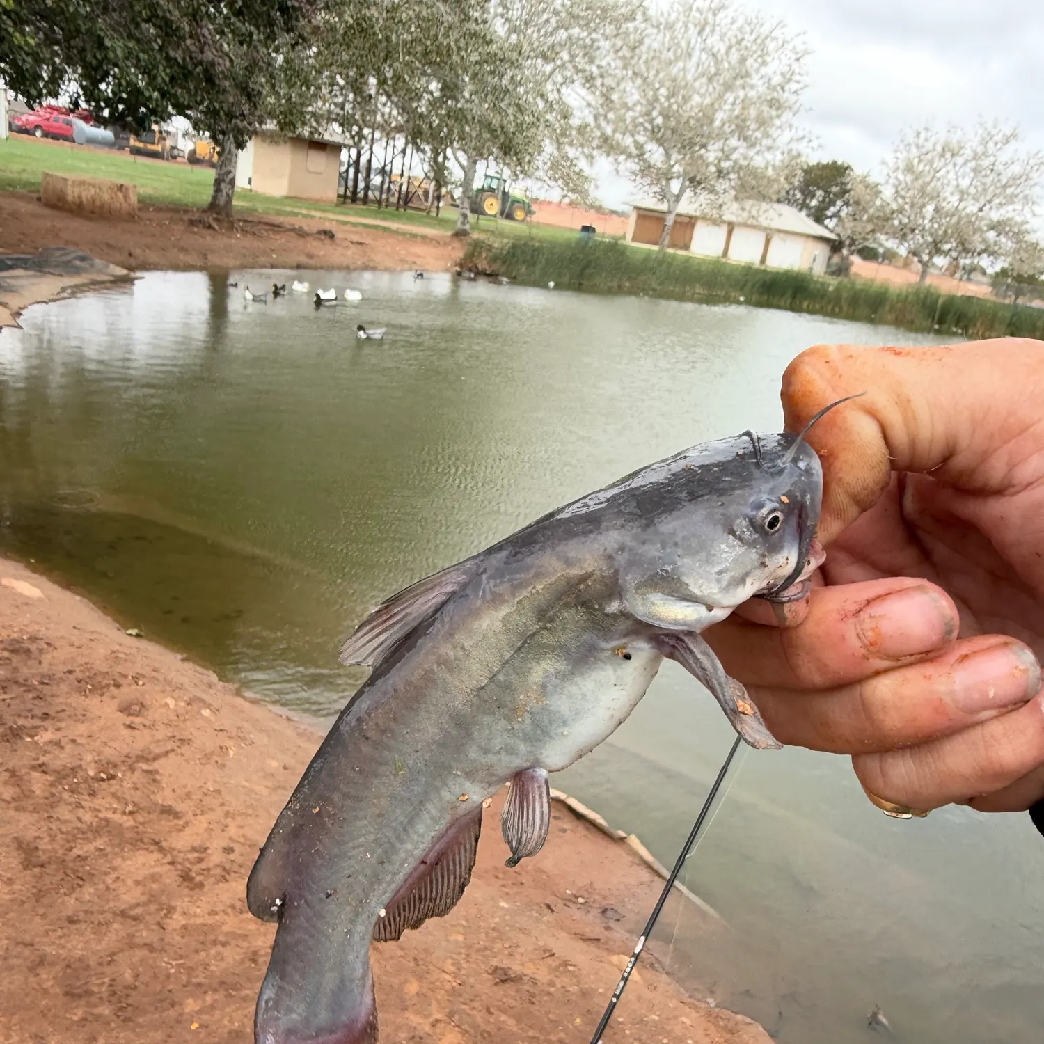 Black bullhead caught on Fishbrain