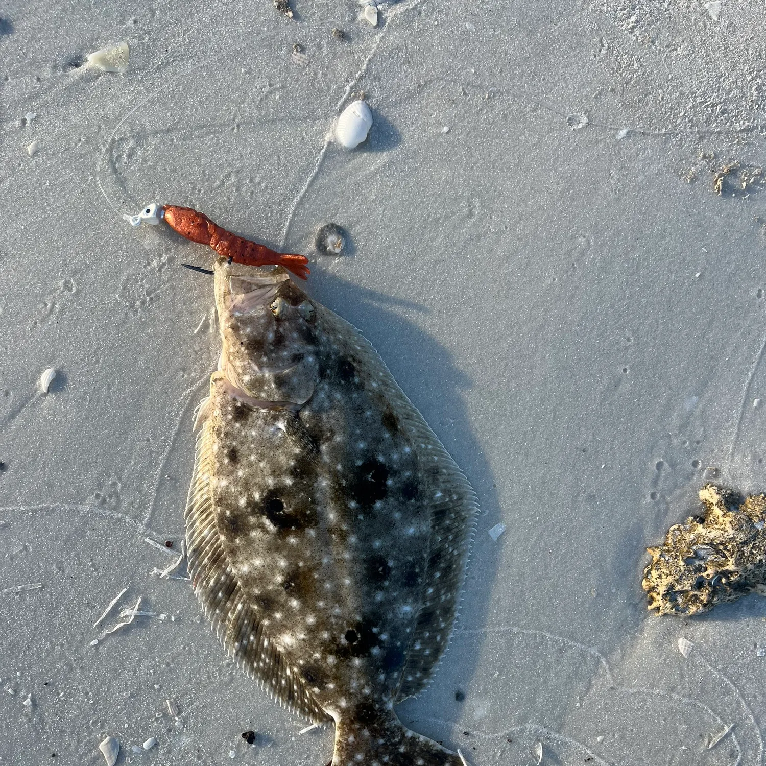 Summer flounder caught on Fishbrain