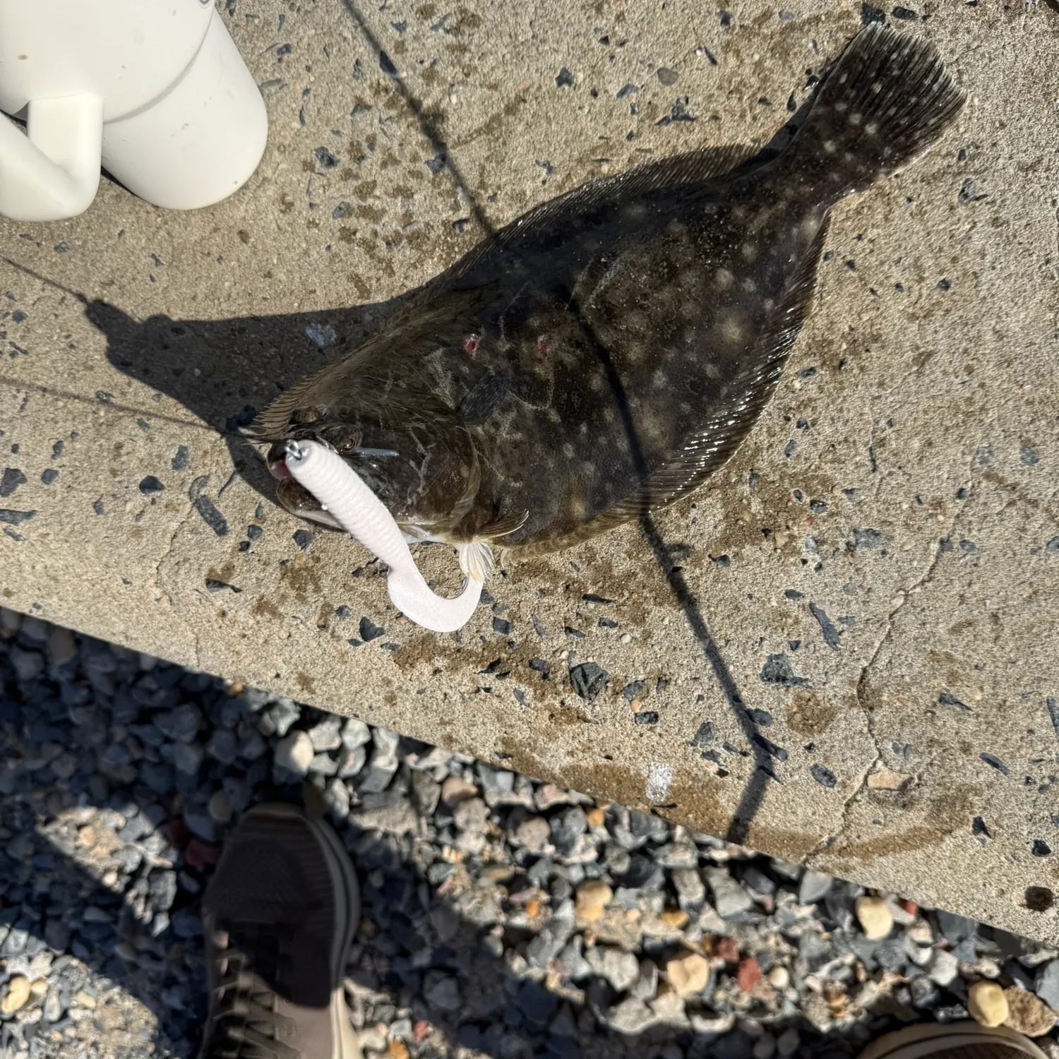 Summer flounder caught on Fishbrain