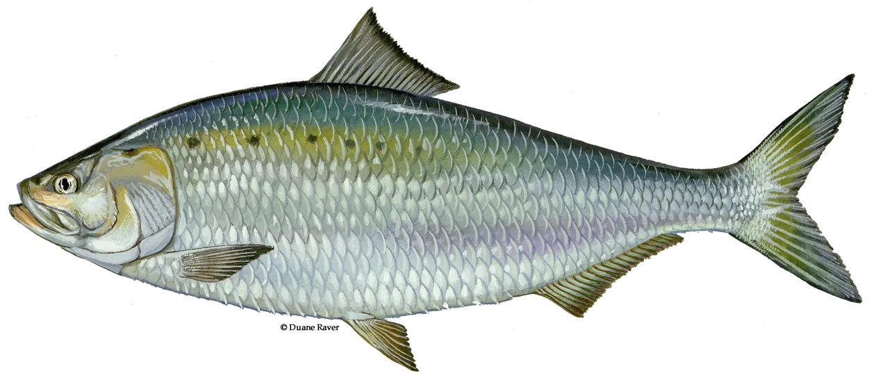 American shad