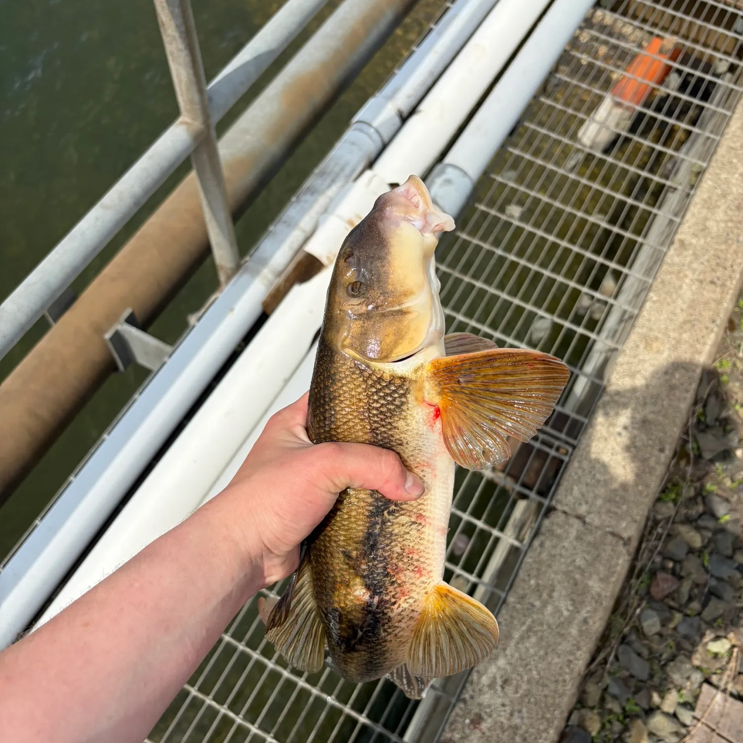 The most recent Longnose sucker catches on Fishbrain