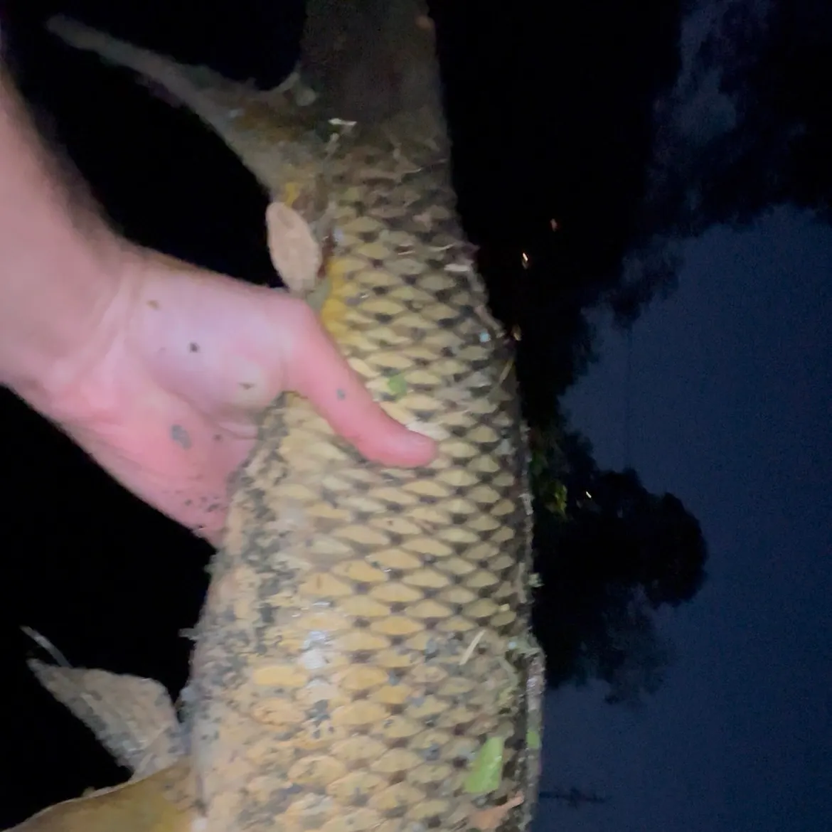 Common carp caught on Fishbrain