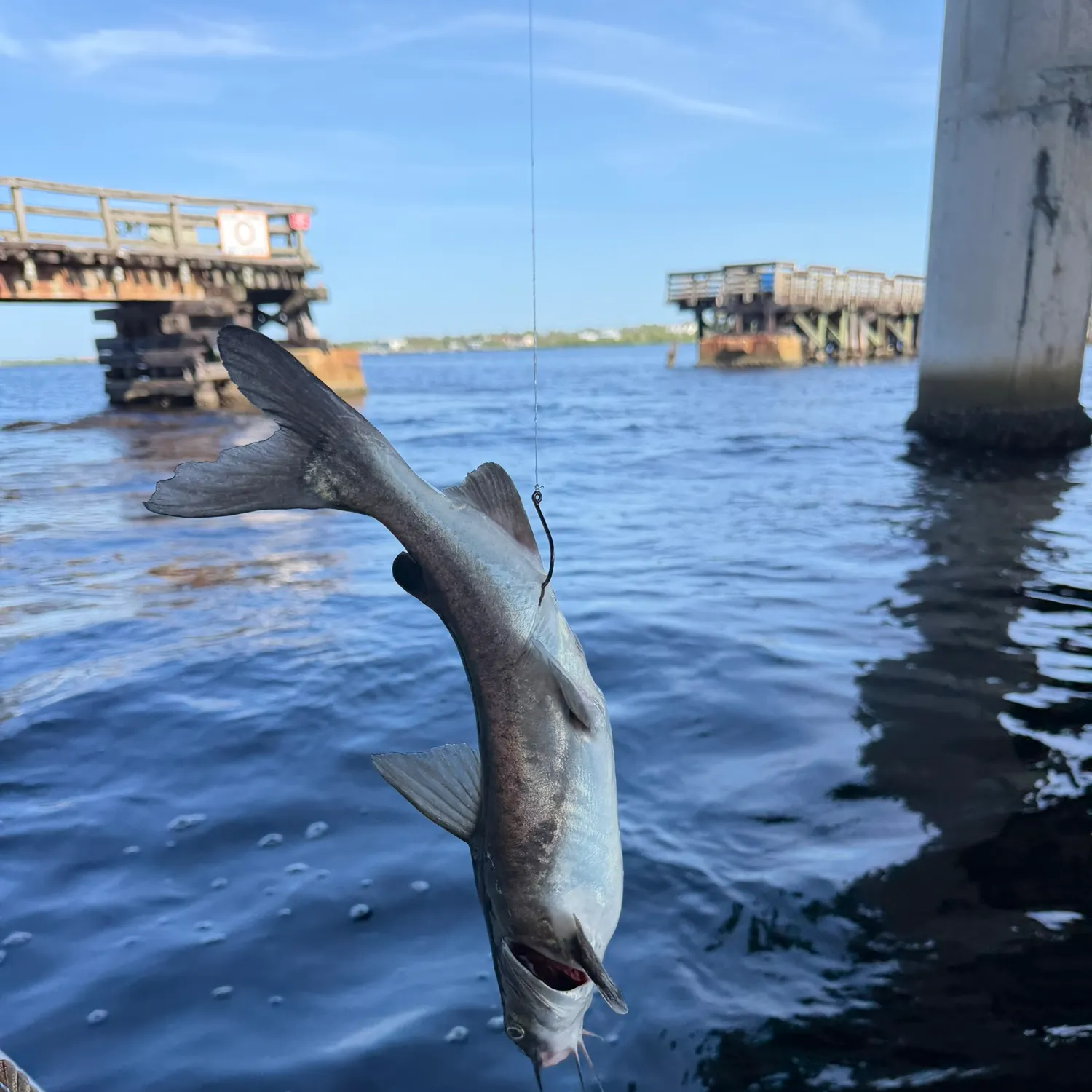 Gafftopsail sea catfish caught on Fishbrain