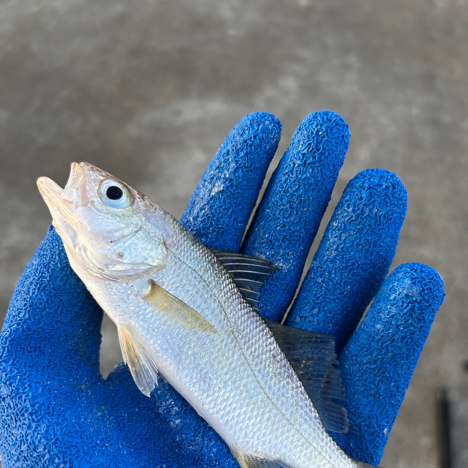 The most recent Silver perch catches on Fishbrain