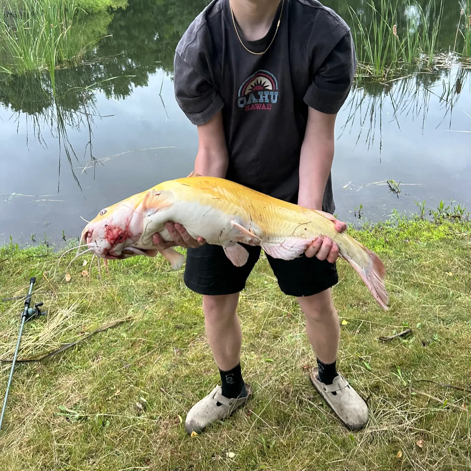 The most recent Channel catfish catches on Fishbrain