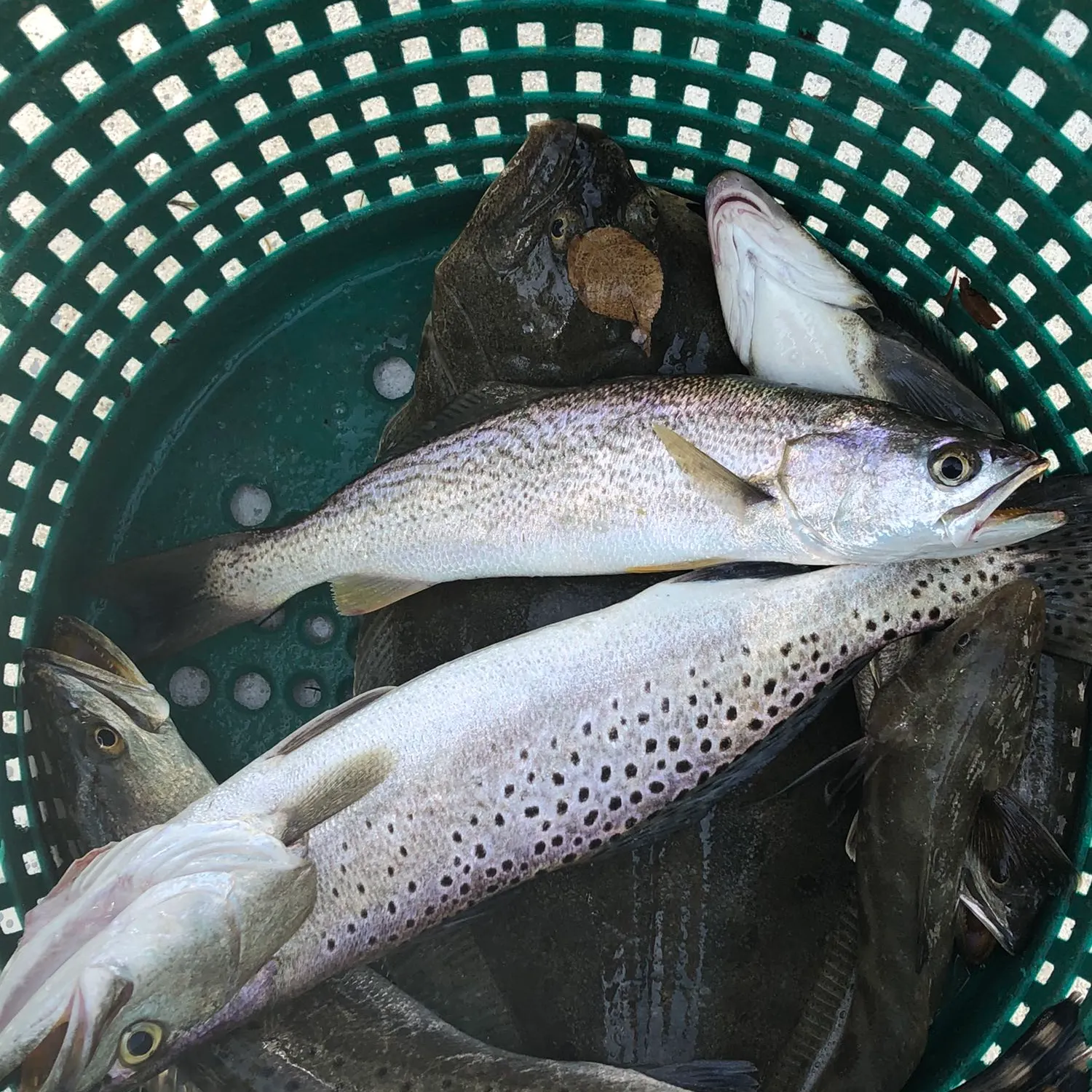 recently logged catches