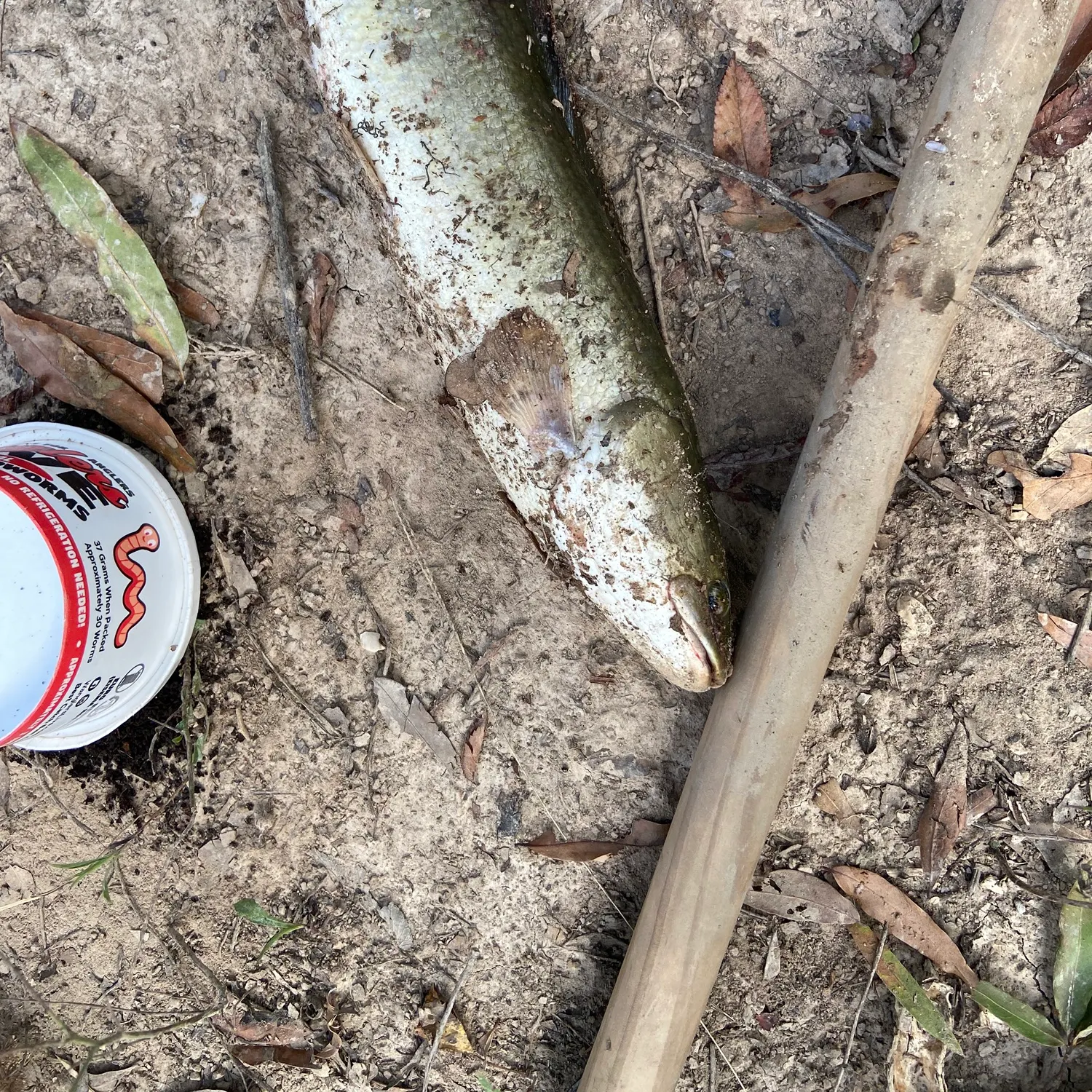 Eyetail bowfin caught on Fishbrain