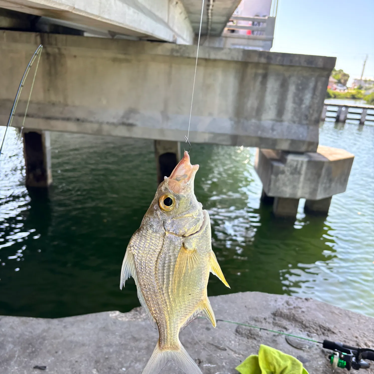 The most recent Yellowfin mojarra catches on Fishbrain