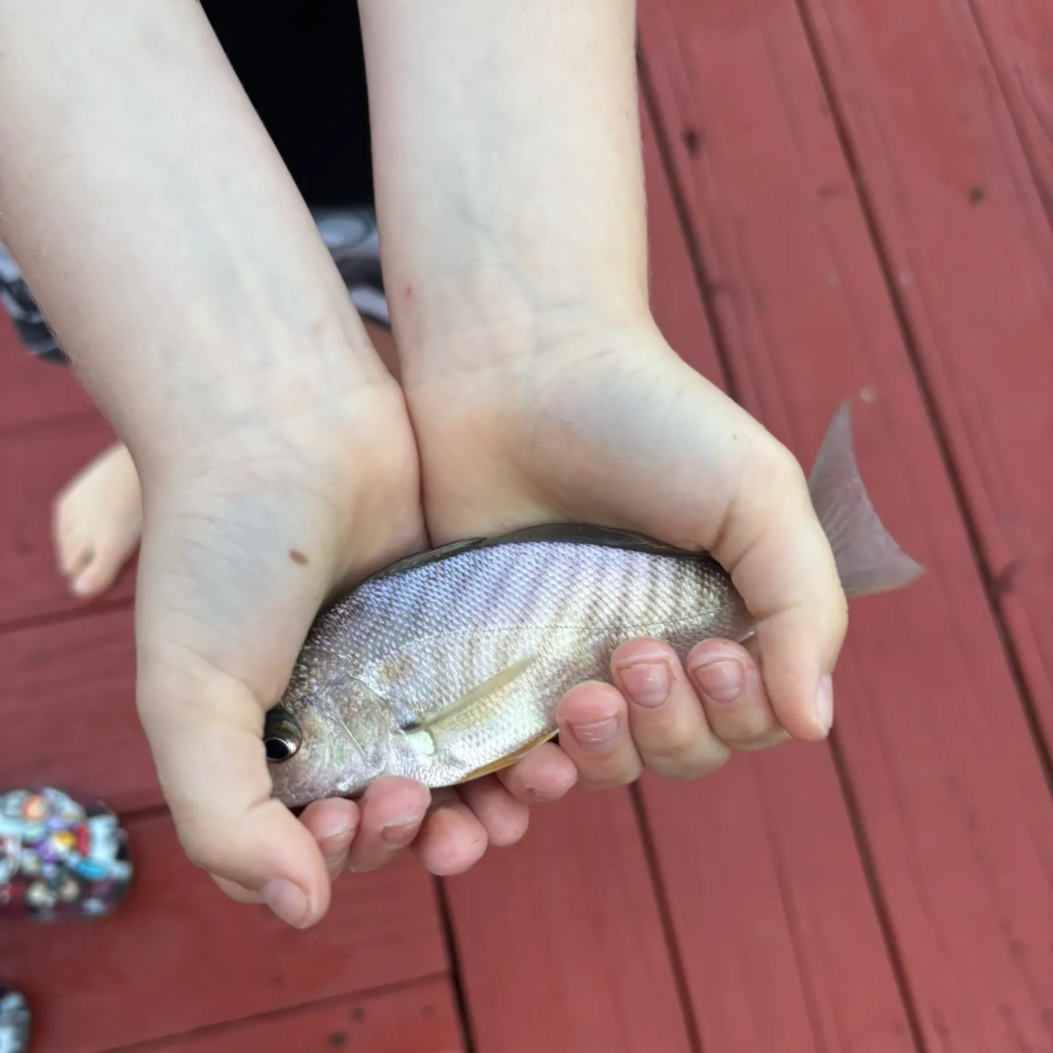 The most recent Atlantic croaker catches on Fishbrain