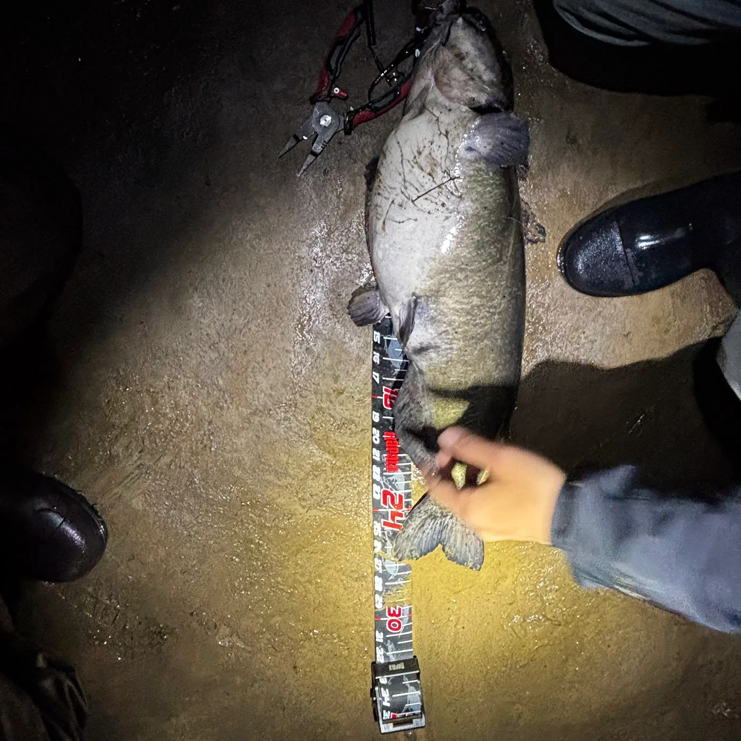 Channel catfish caught on Fishbrain