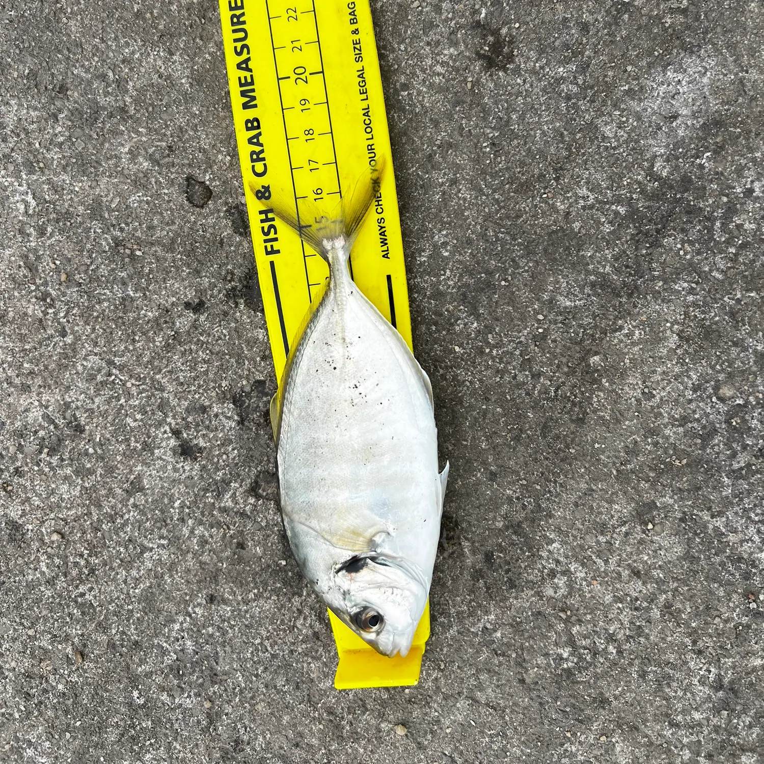 White trevally caught on Fishbrain