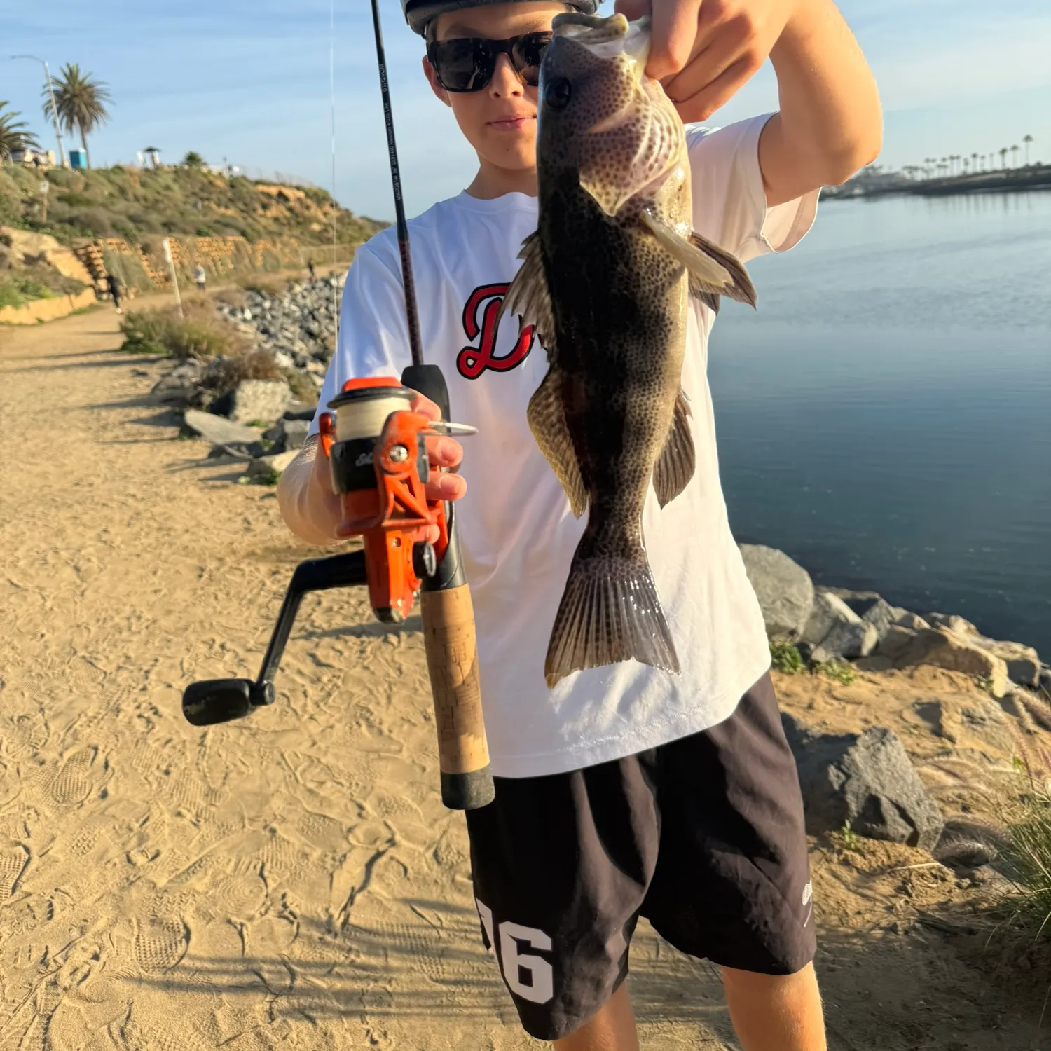 The most recent Spotted sand bass catches on Fishbrain