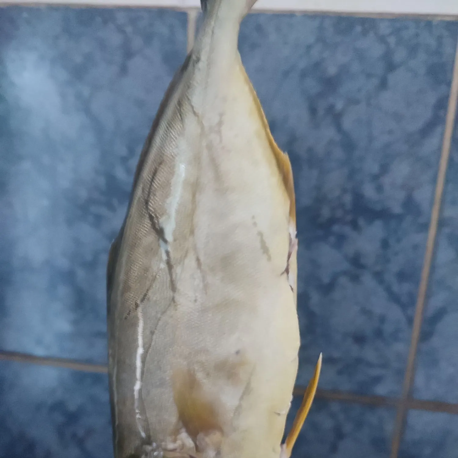 Greater amberjack caught on Fishbrain