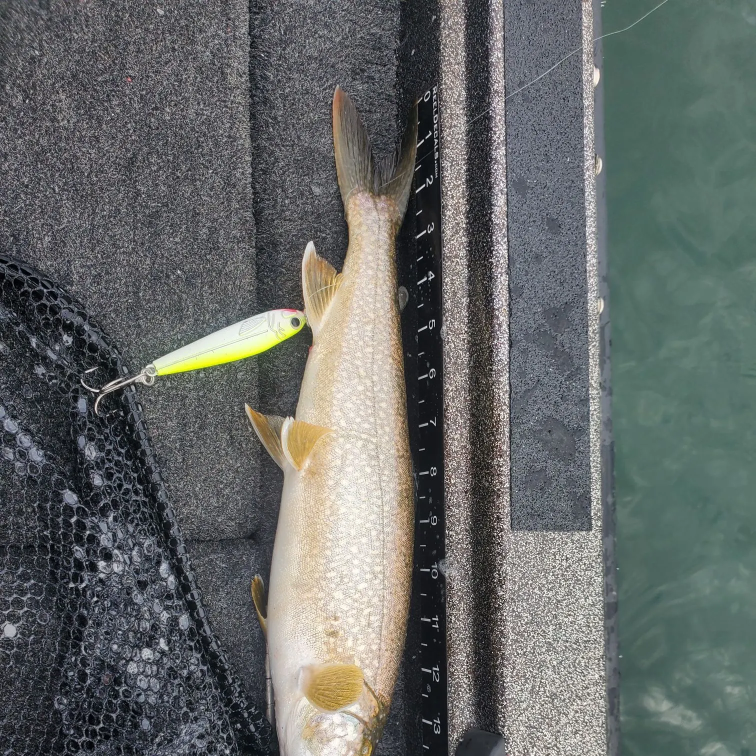 Lake char caught on Fishbrain