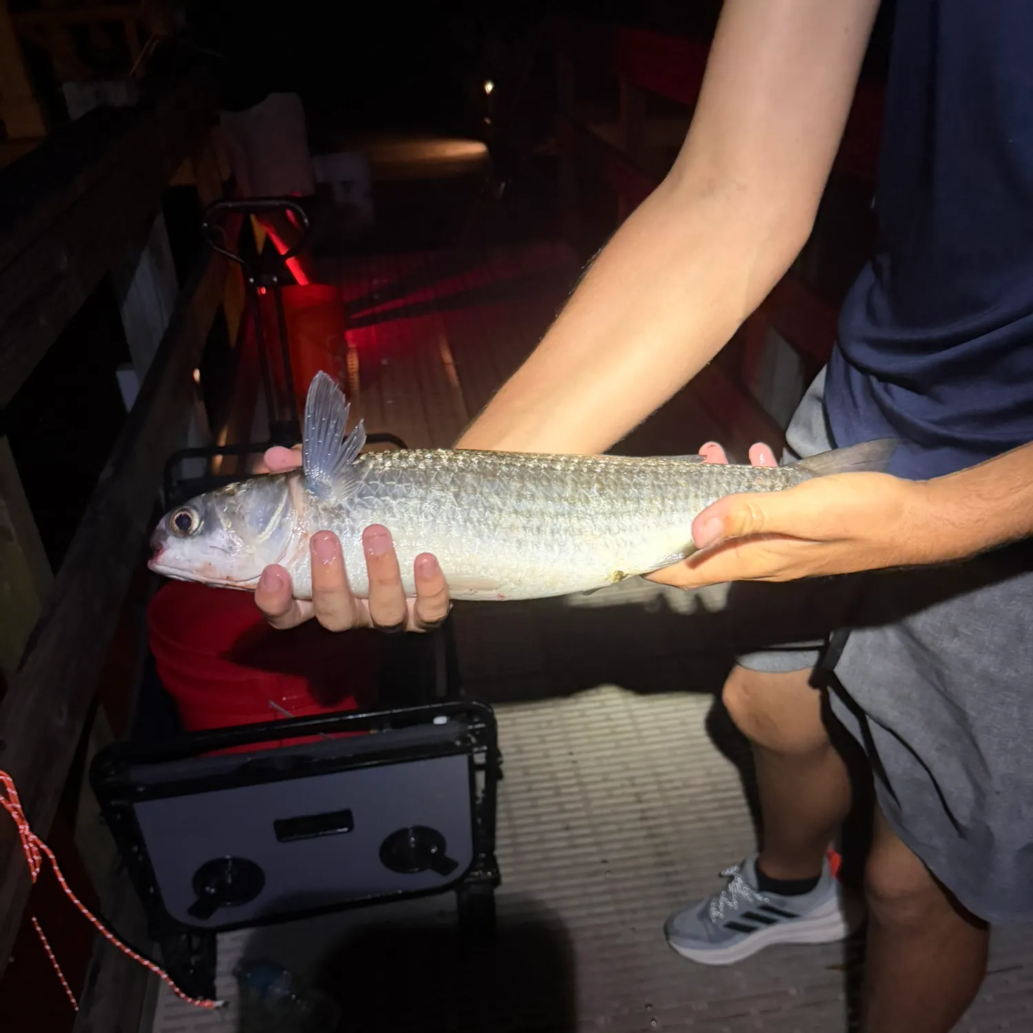 Striped mullet caught on Fishbrain
