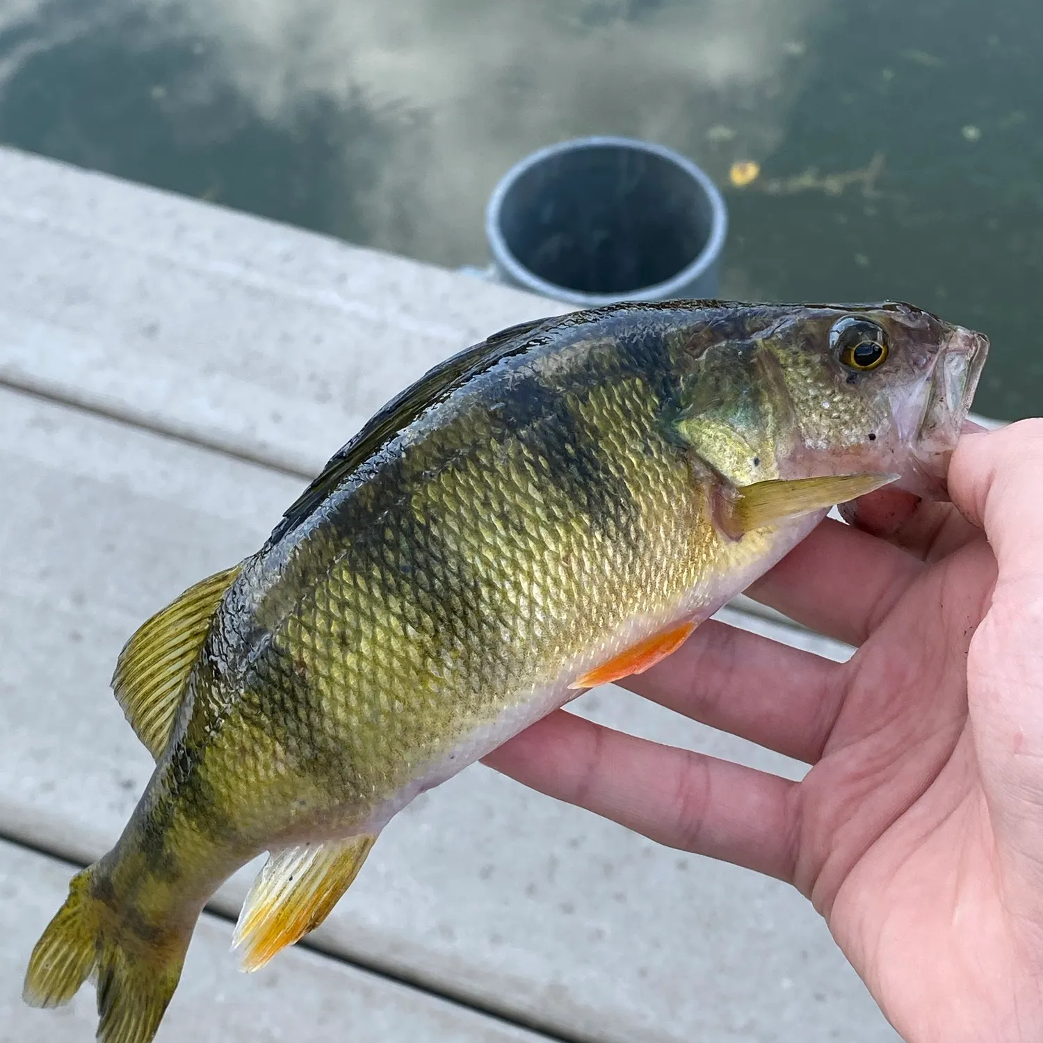 Yellow perch caught on Fishbrain
