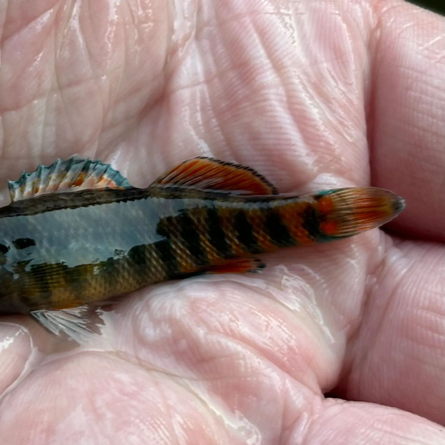 The most recent Rainbow darter catches on Fishbrain