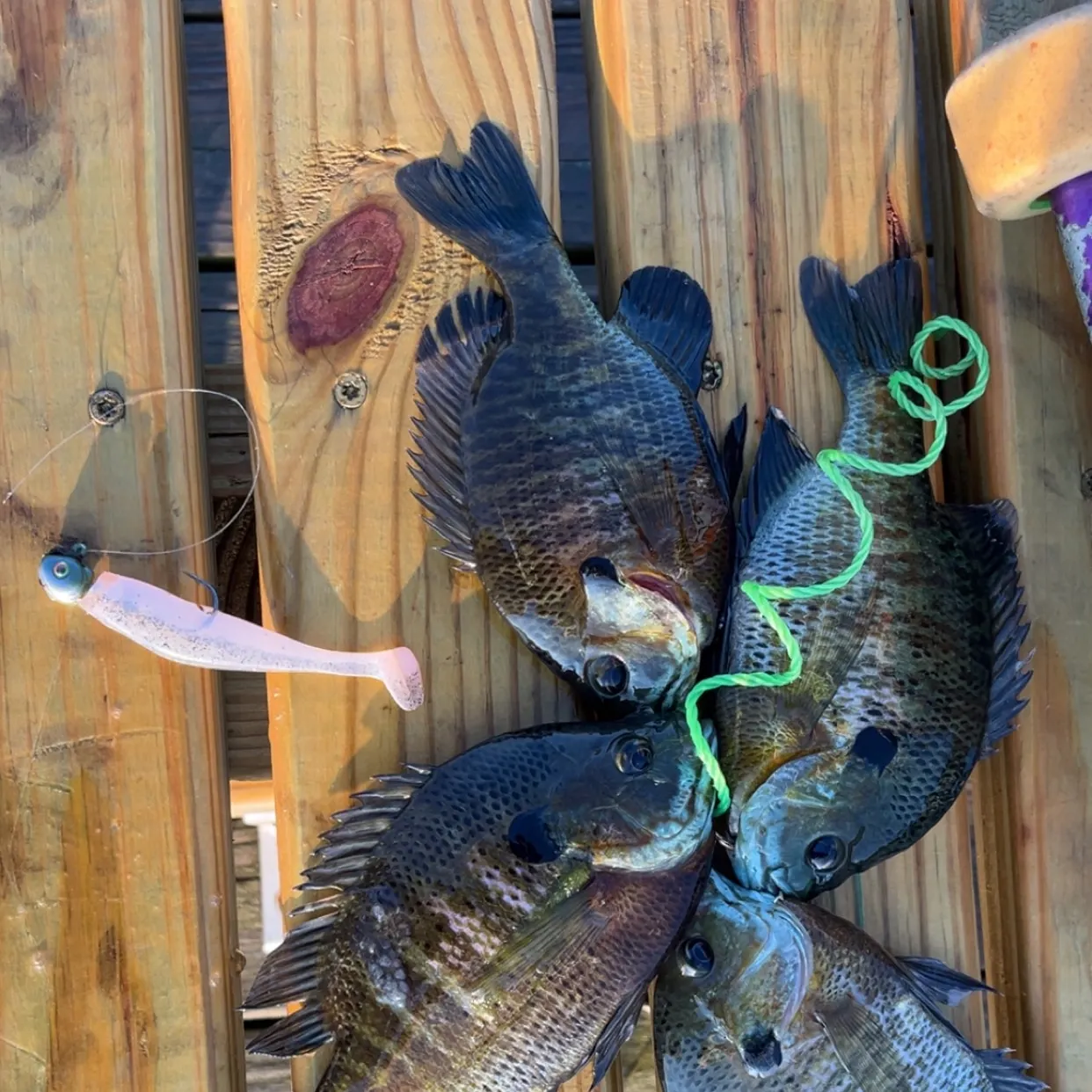 recently logged catches