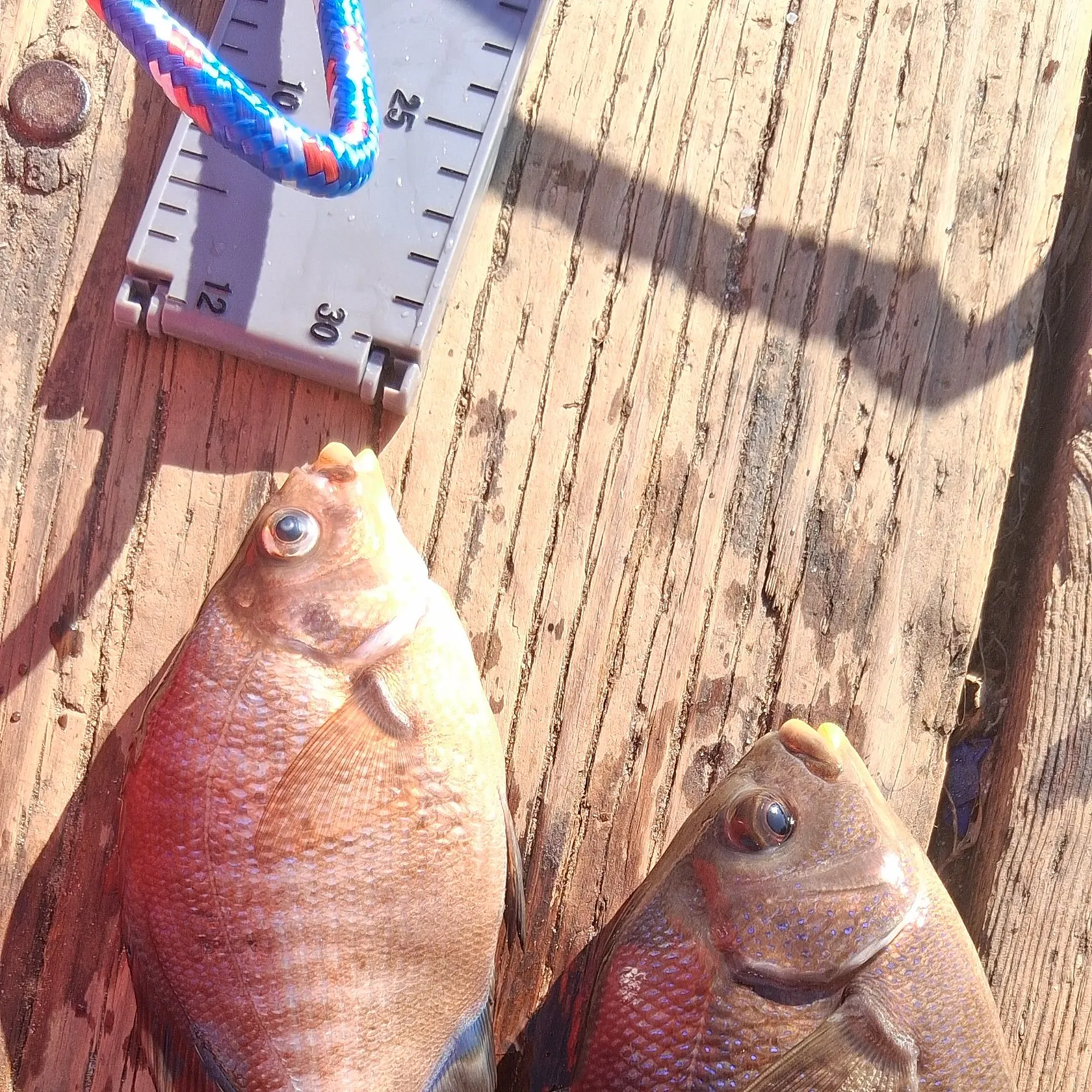 The most recent Black perch catches on Fishbrain