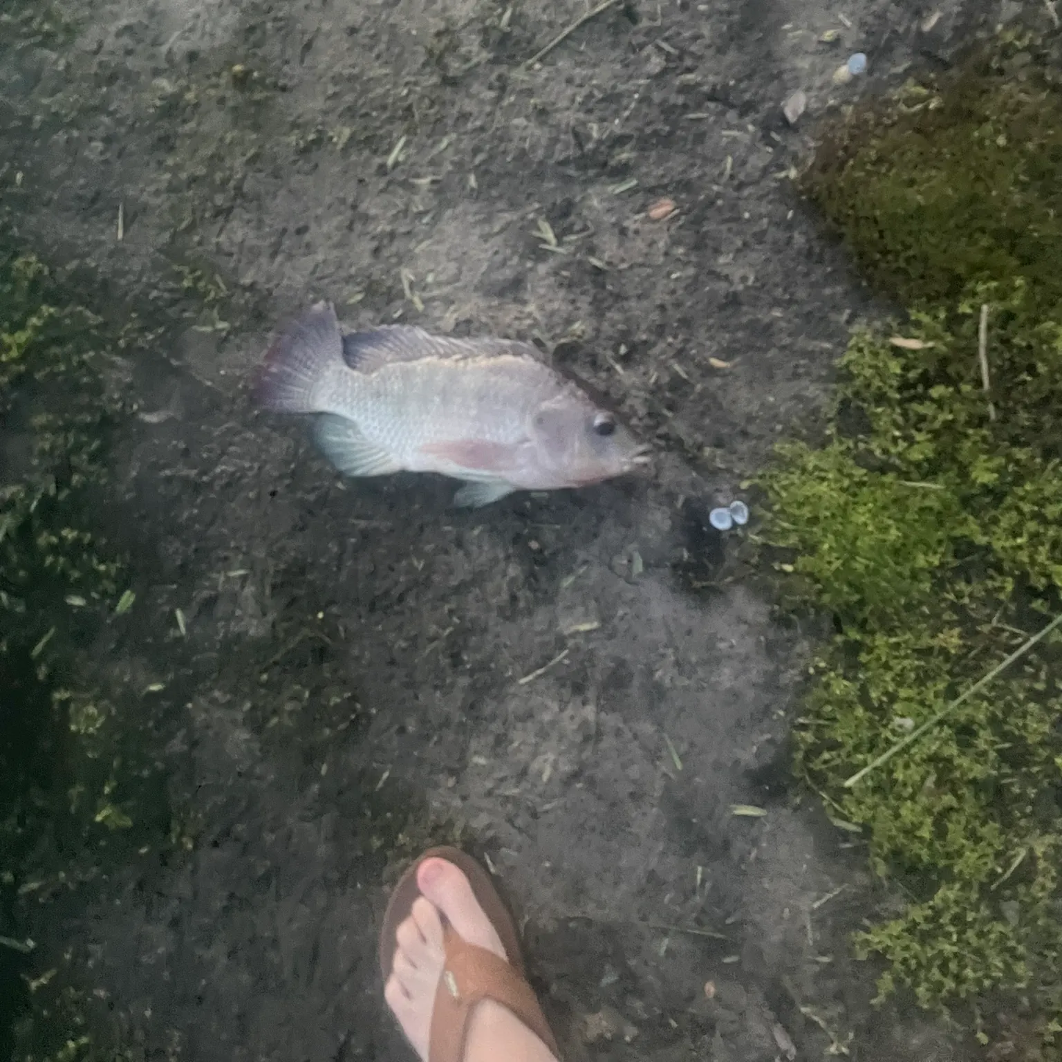 The most recent Blue tilapia catches on Fishbrain