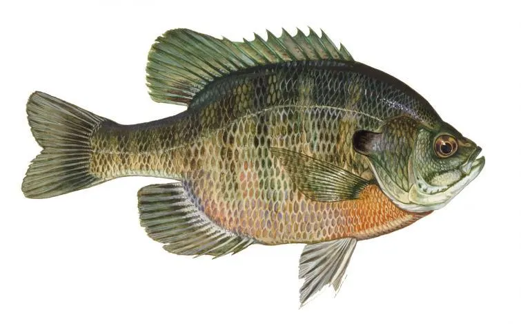 Fishing for Walleye near you