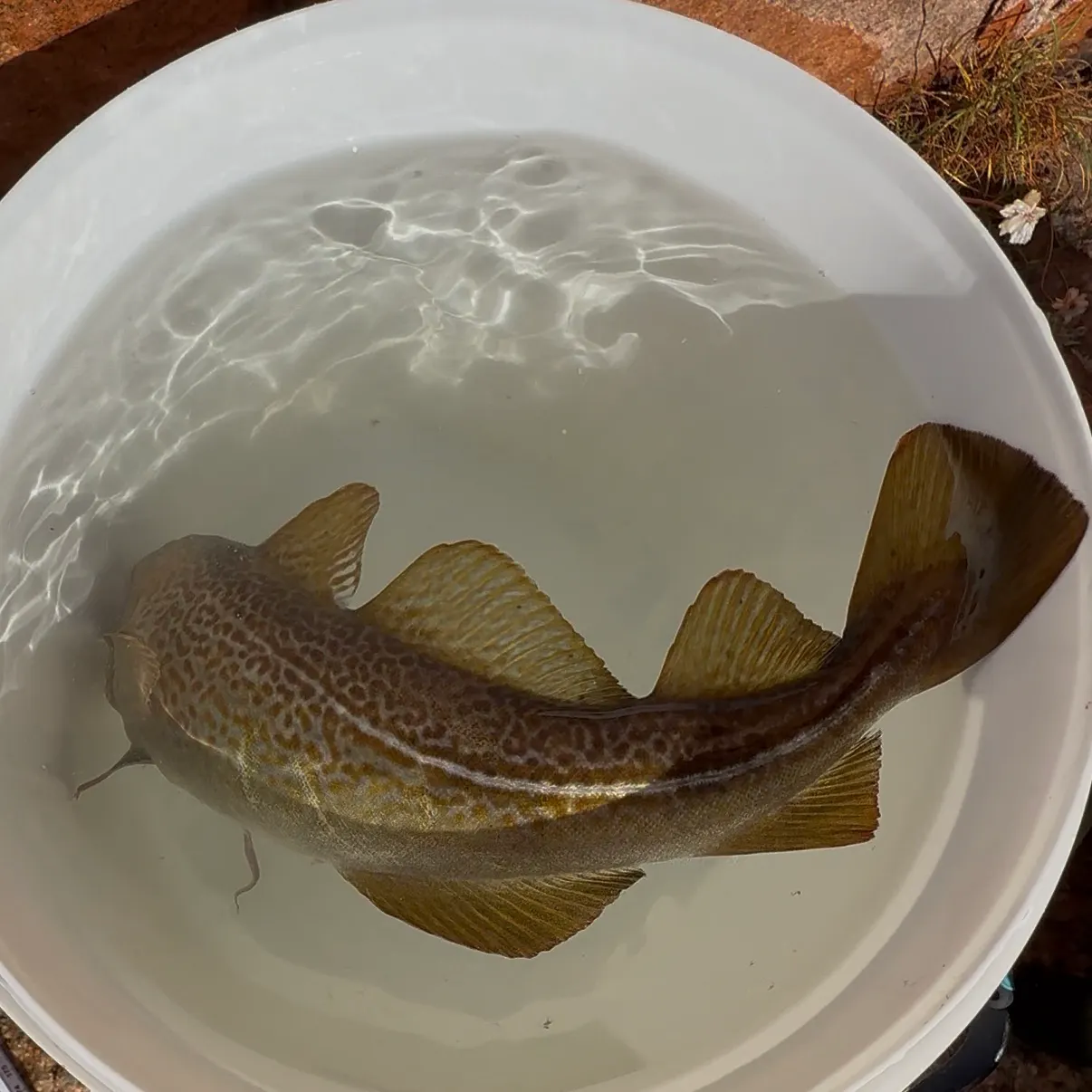 Atlantic cod caught on Fishbrain
