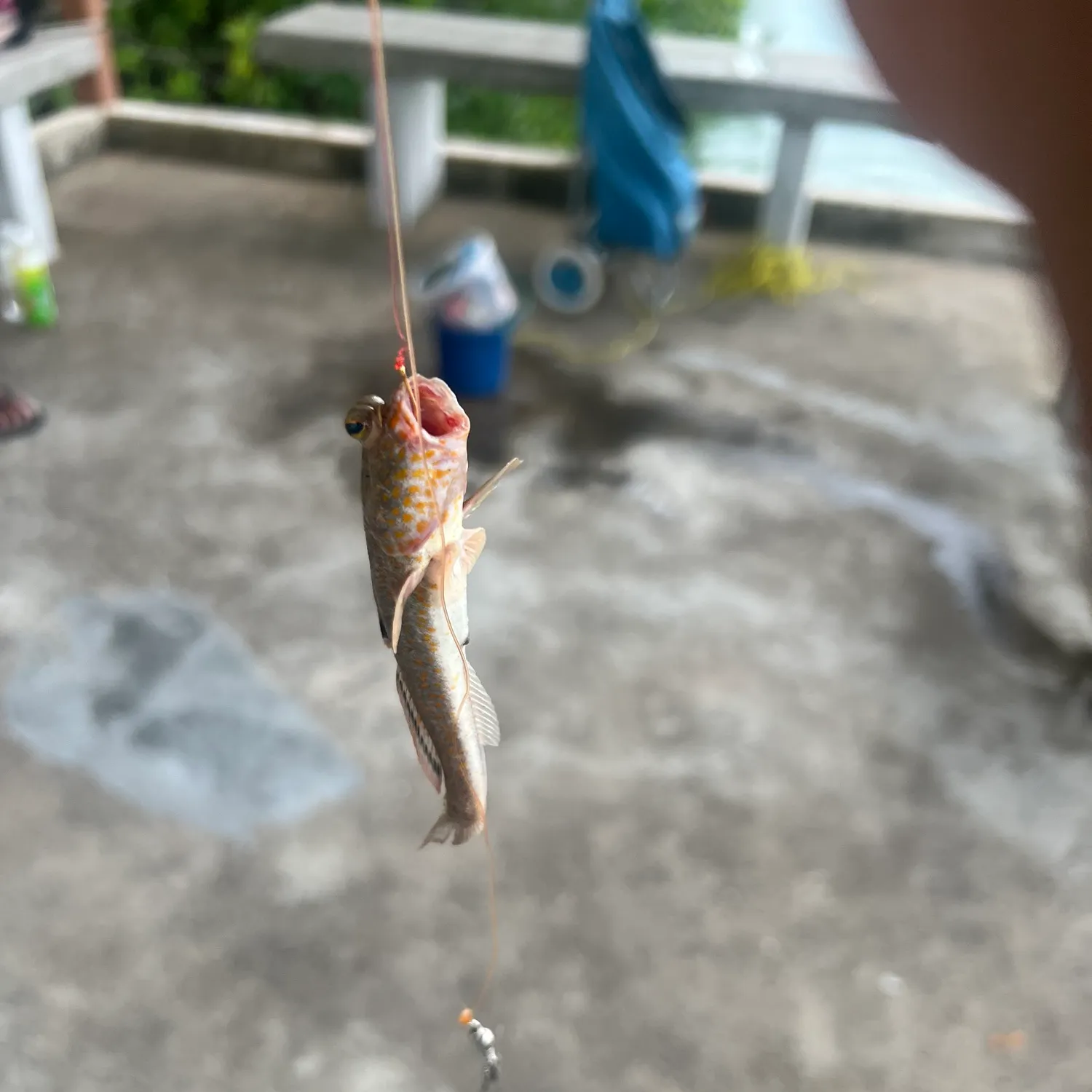 Barred mudskipper caught on Fishbrain