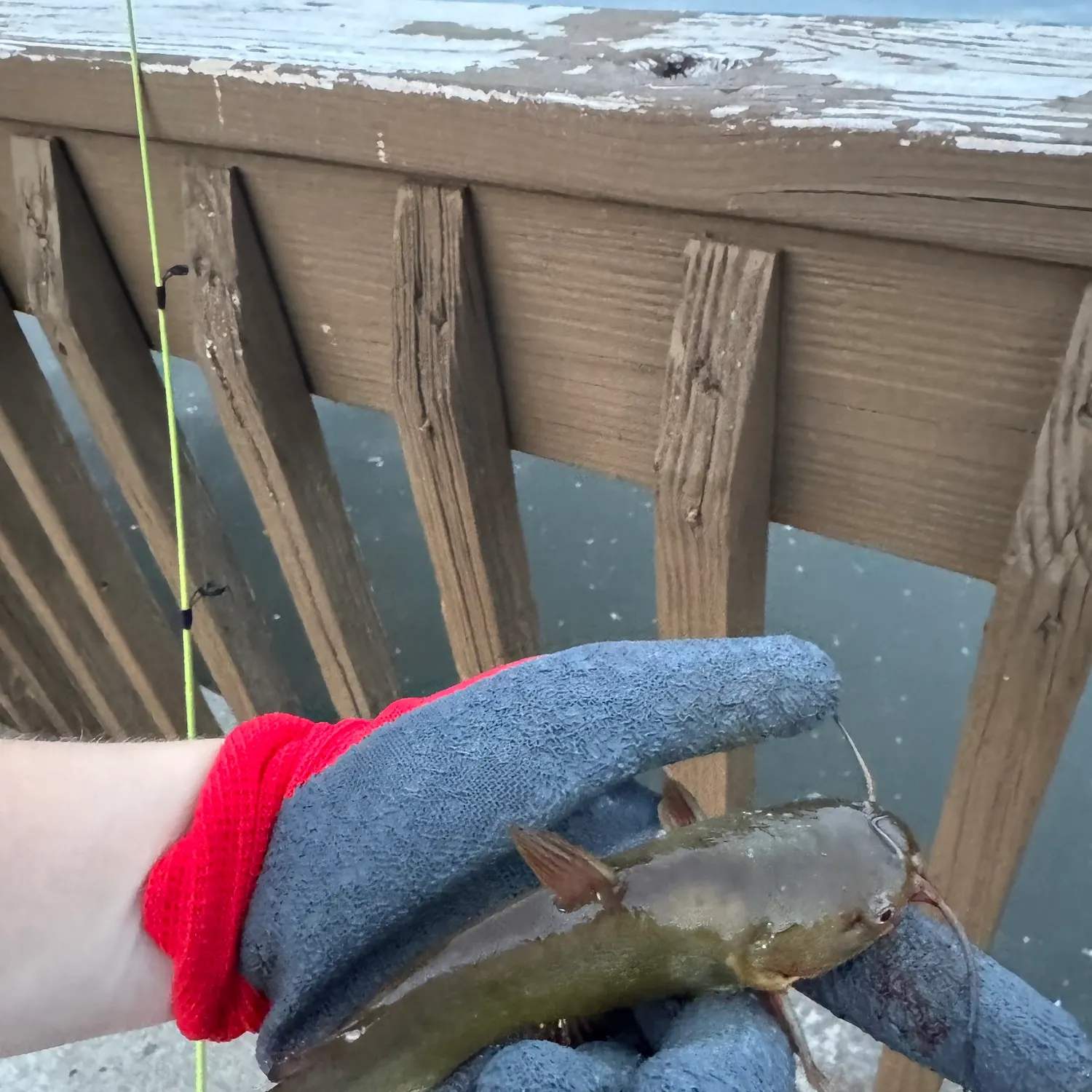 Yellow bullhead caught on Fishbrain