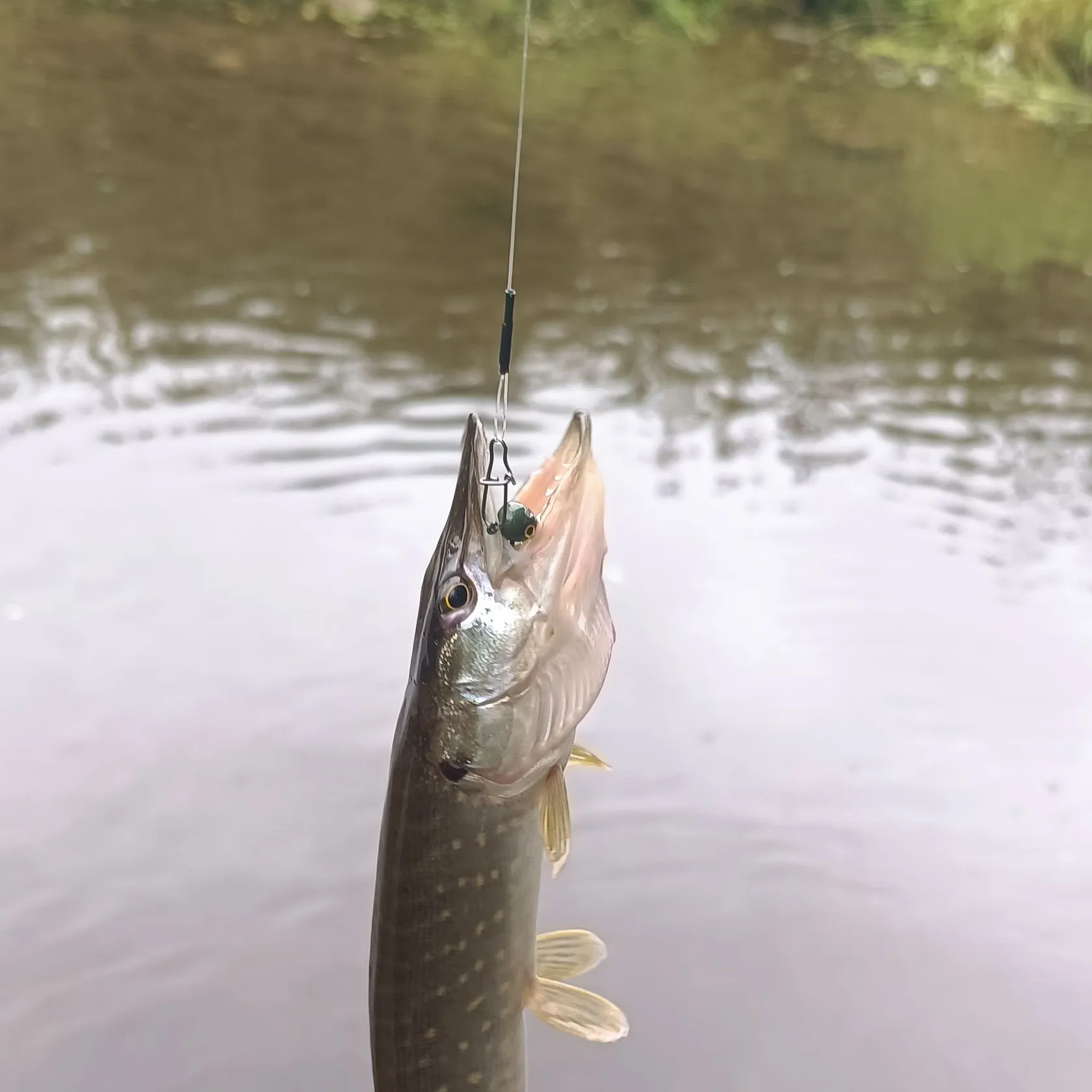 Northern pike caught on Fishbrain