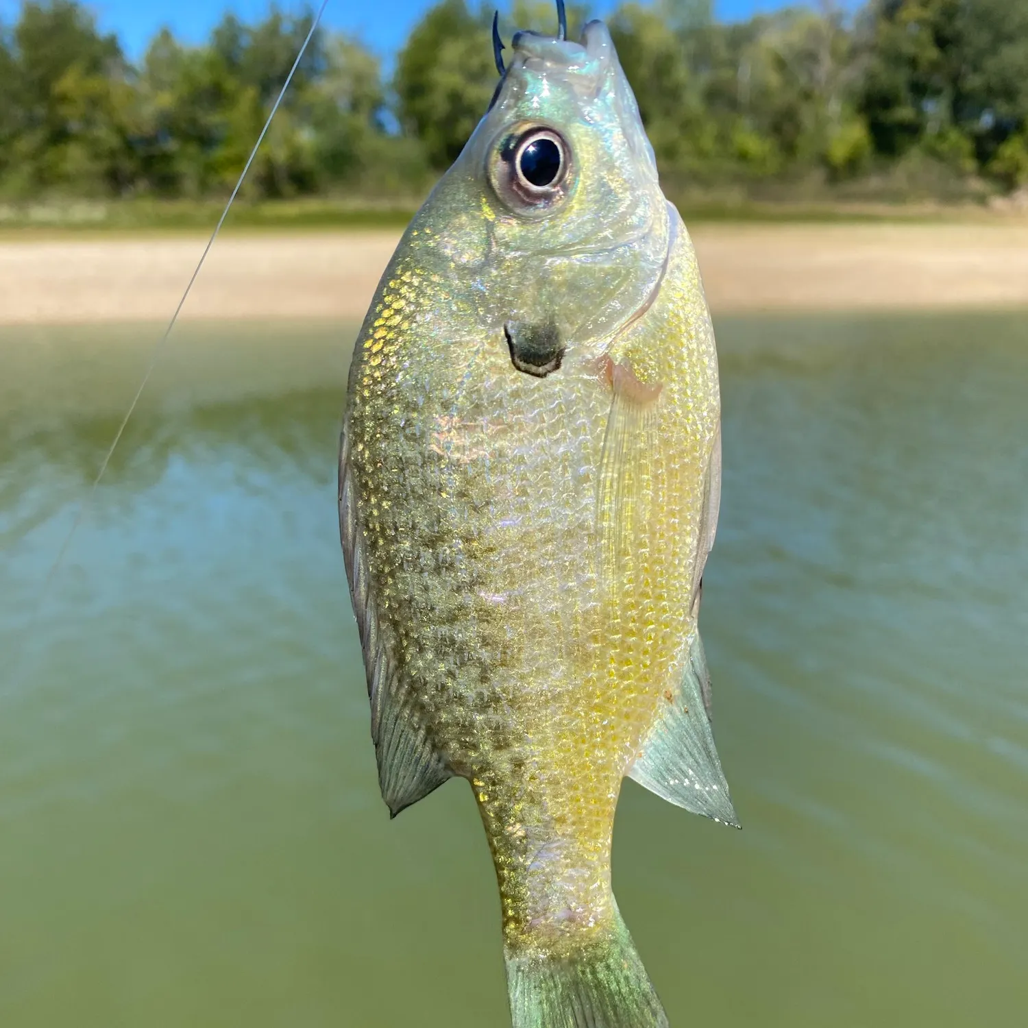 Bluegill caught on Fishbrain