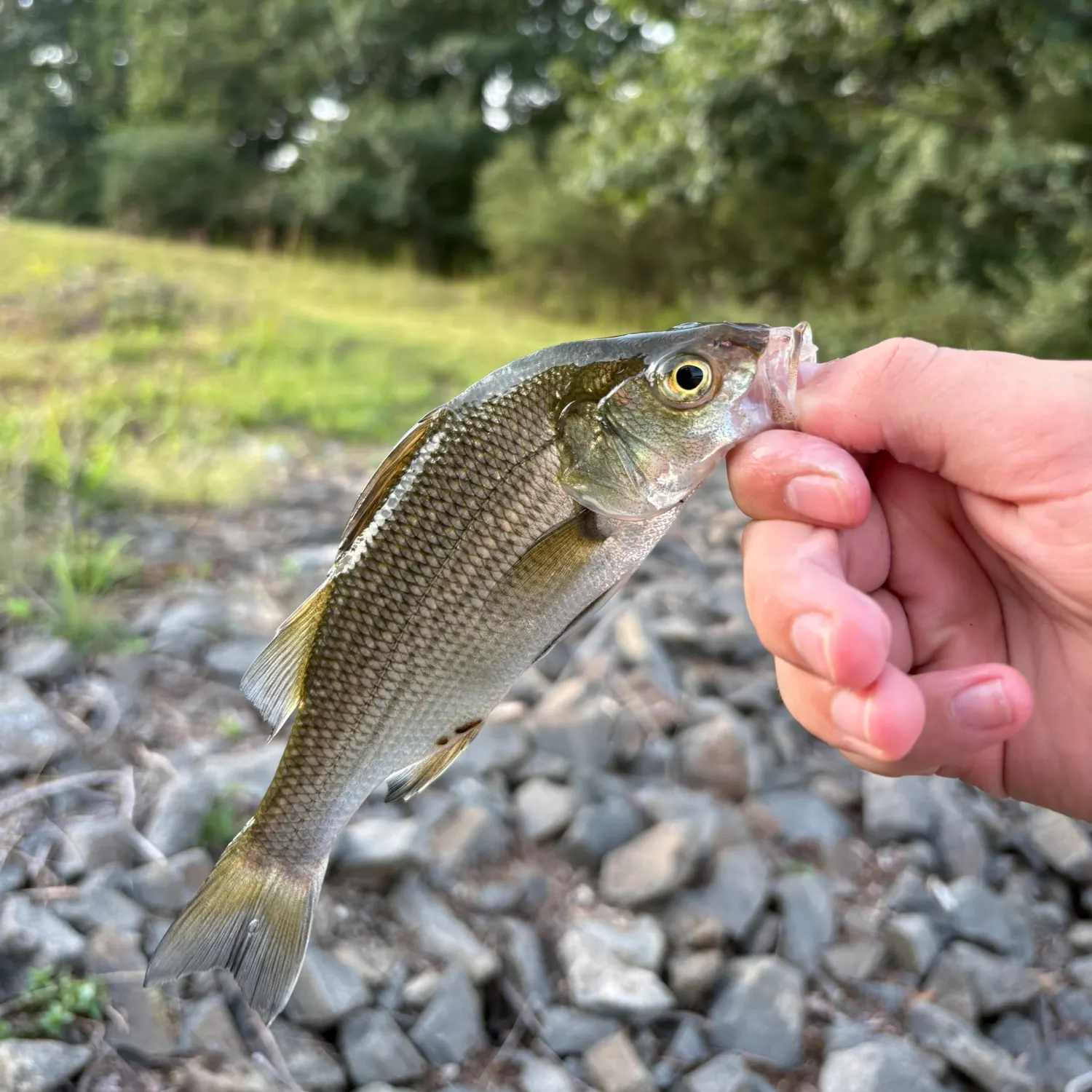White perch caught on Fishbrain