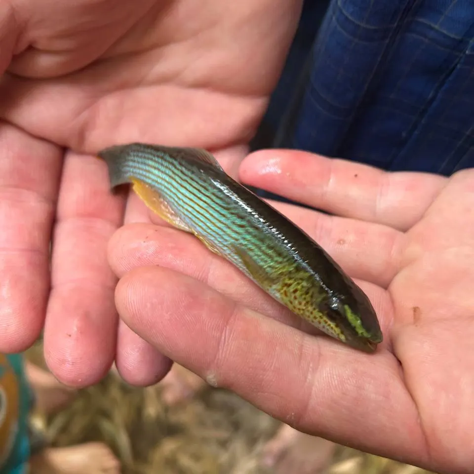 The most recent Northern studfish catches on Fishbrain